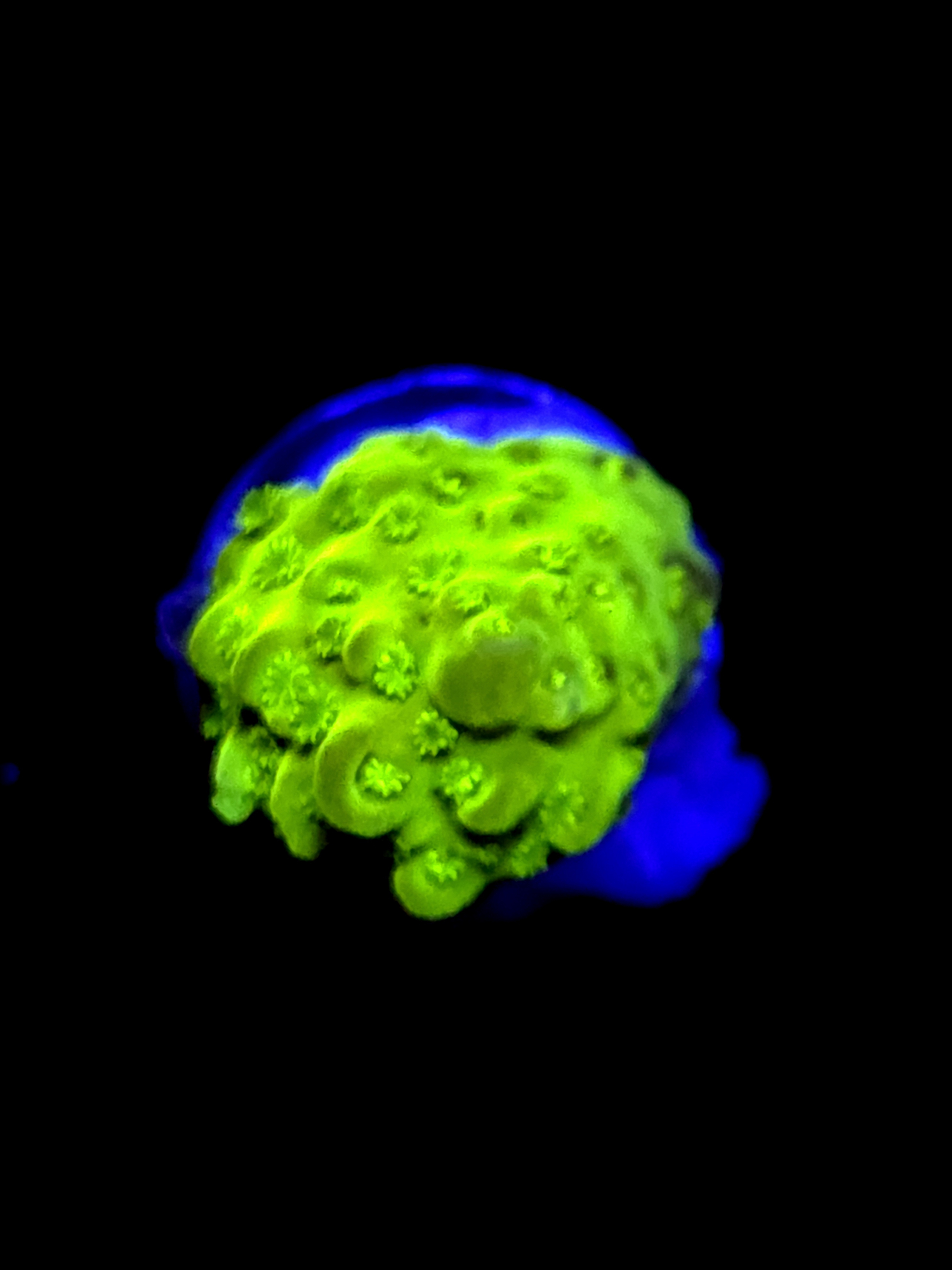 SBB "Apple Jacks" Acro Small Chunk