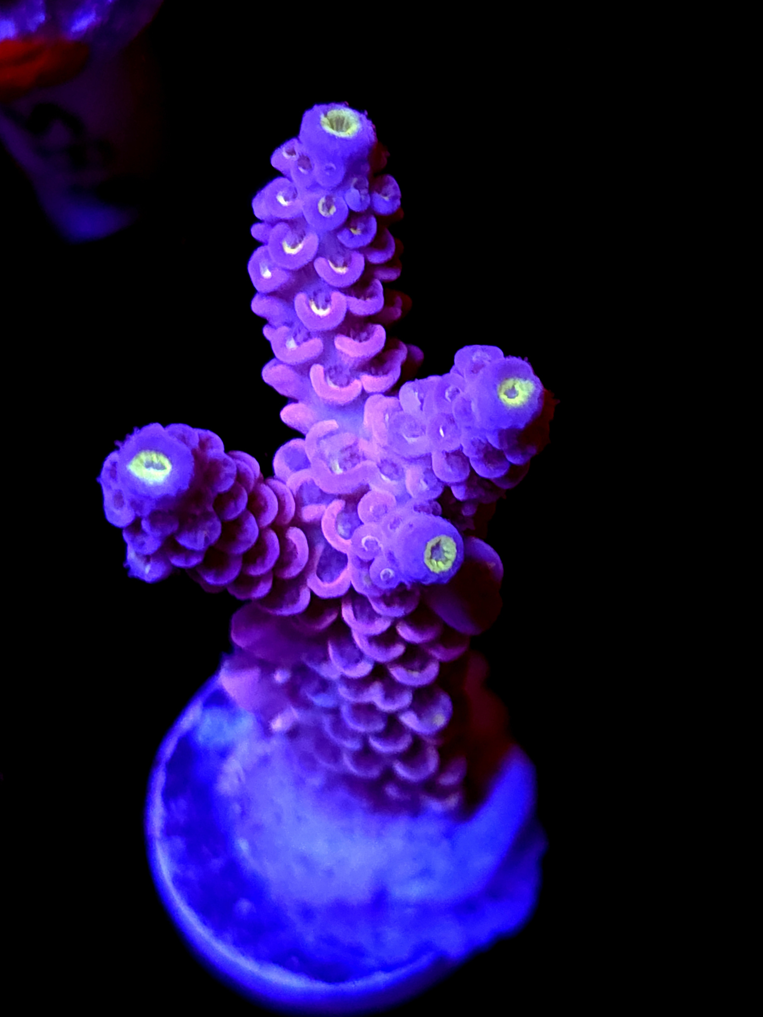 SBB "Pink Passion" Acro Large 3 Branch