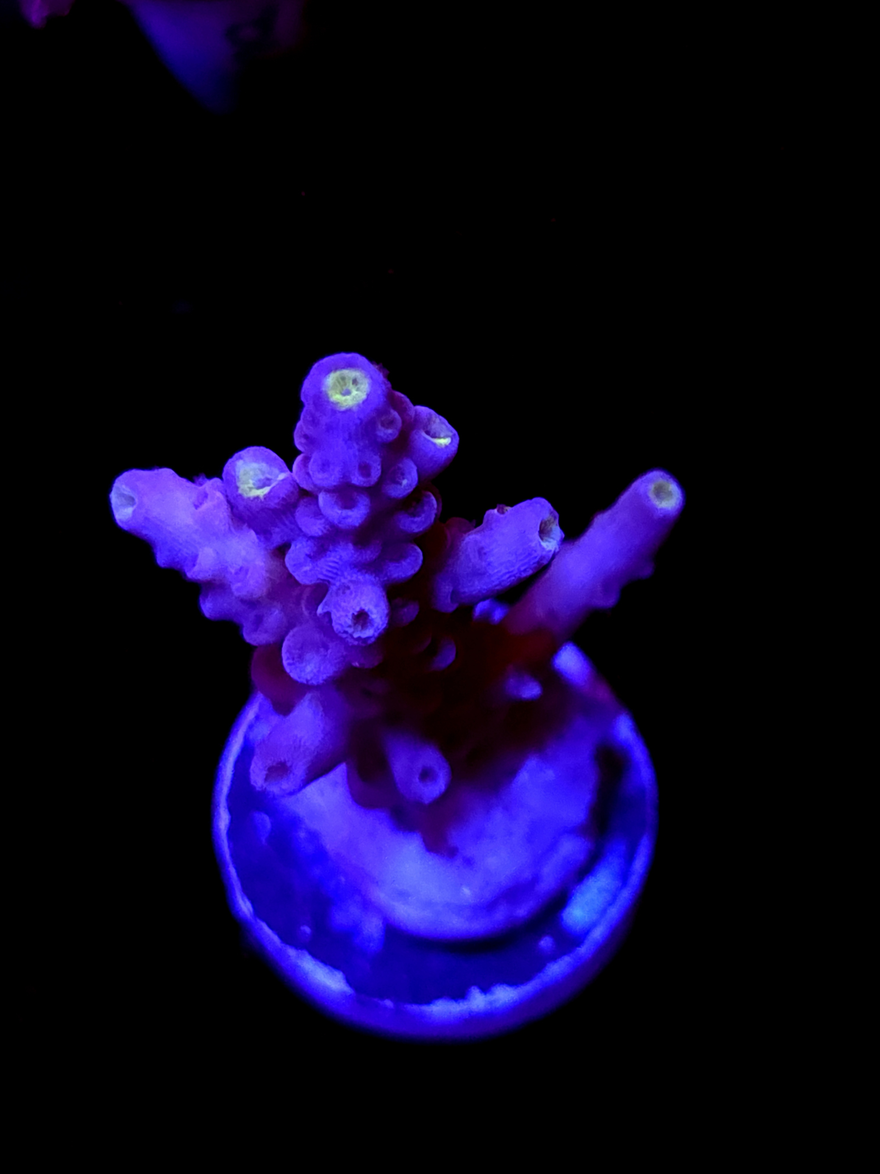 SBB "Pink Passion" Acro Medium Branch