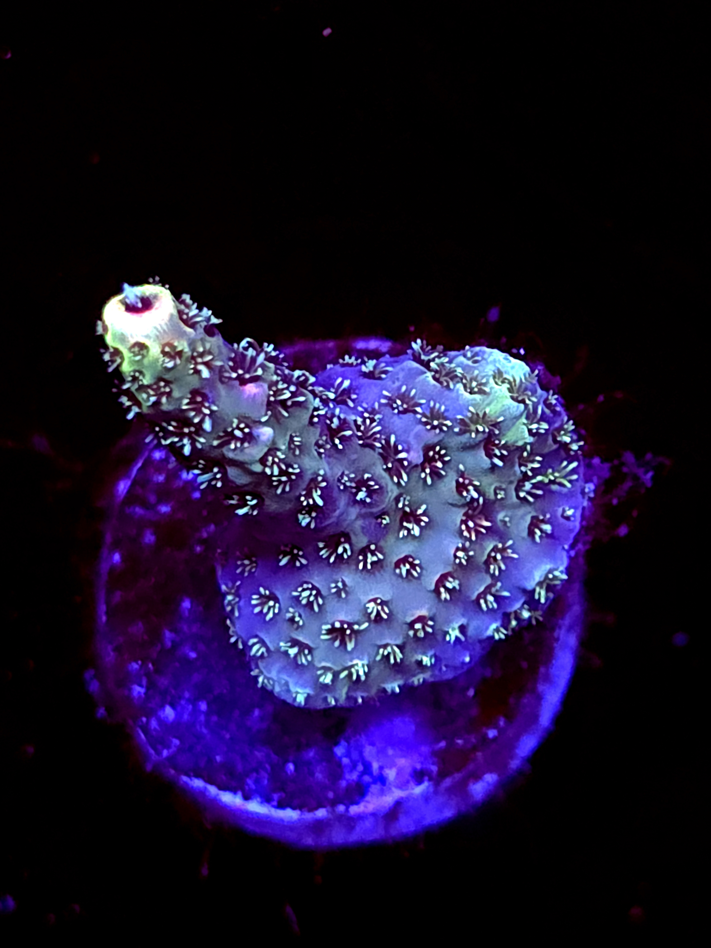 SBB "No Name" Acro Small Crusted