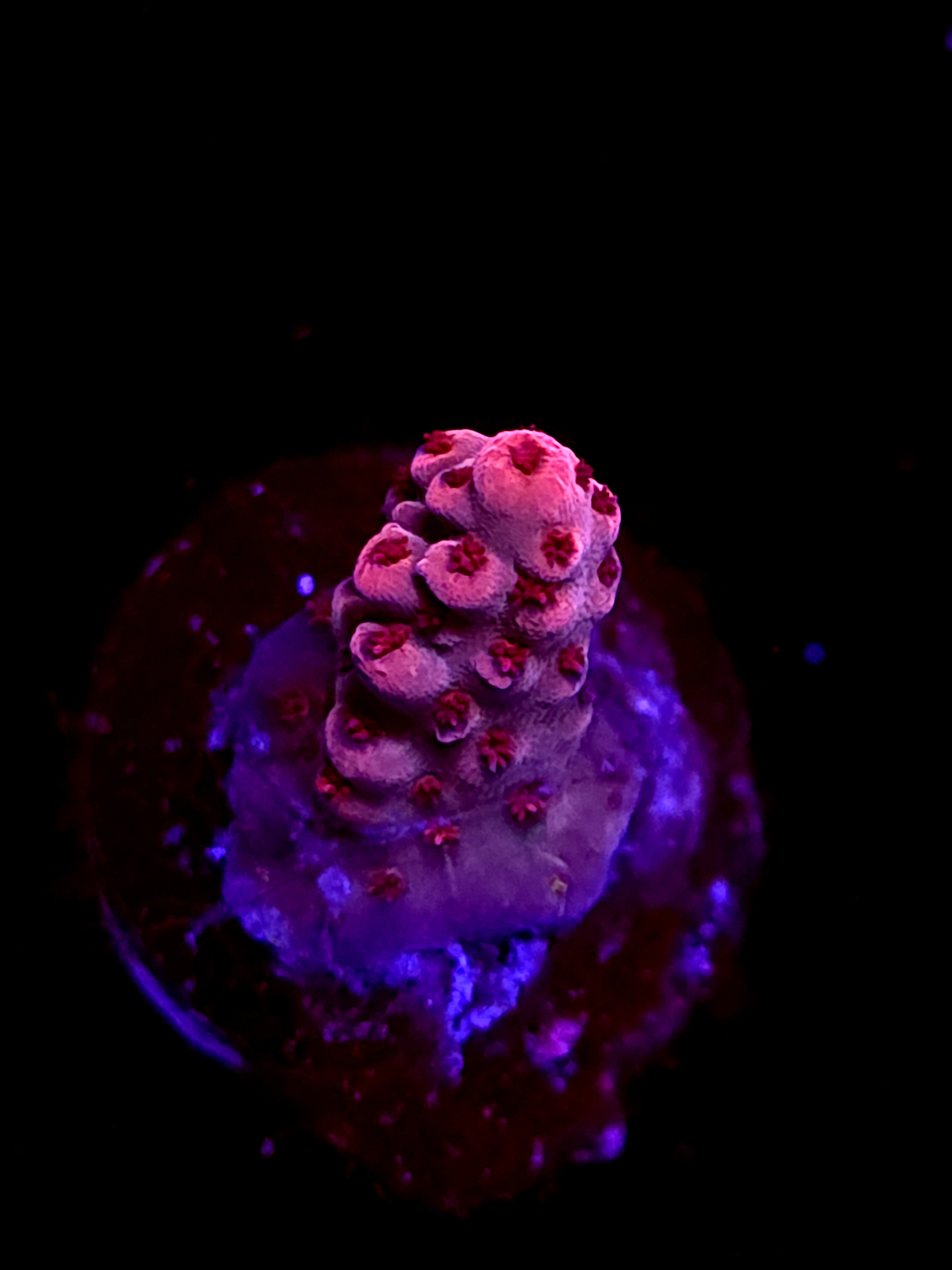 SBB "Fruit Berry" Acro Tiny Crusted