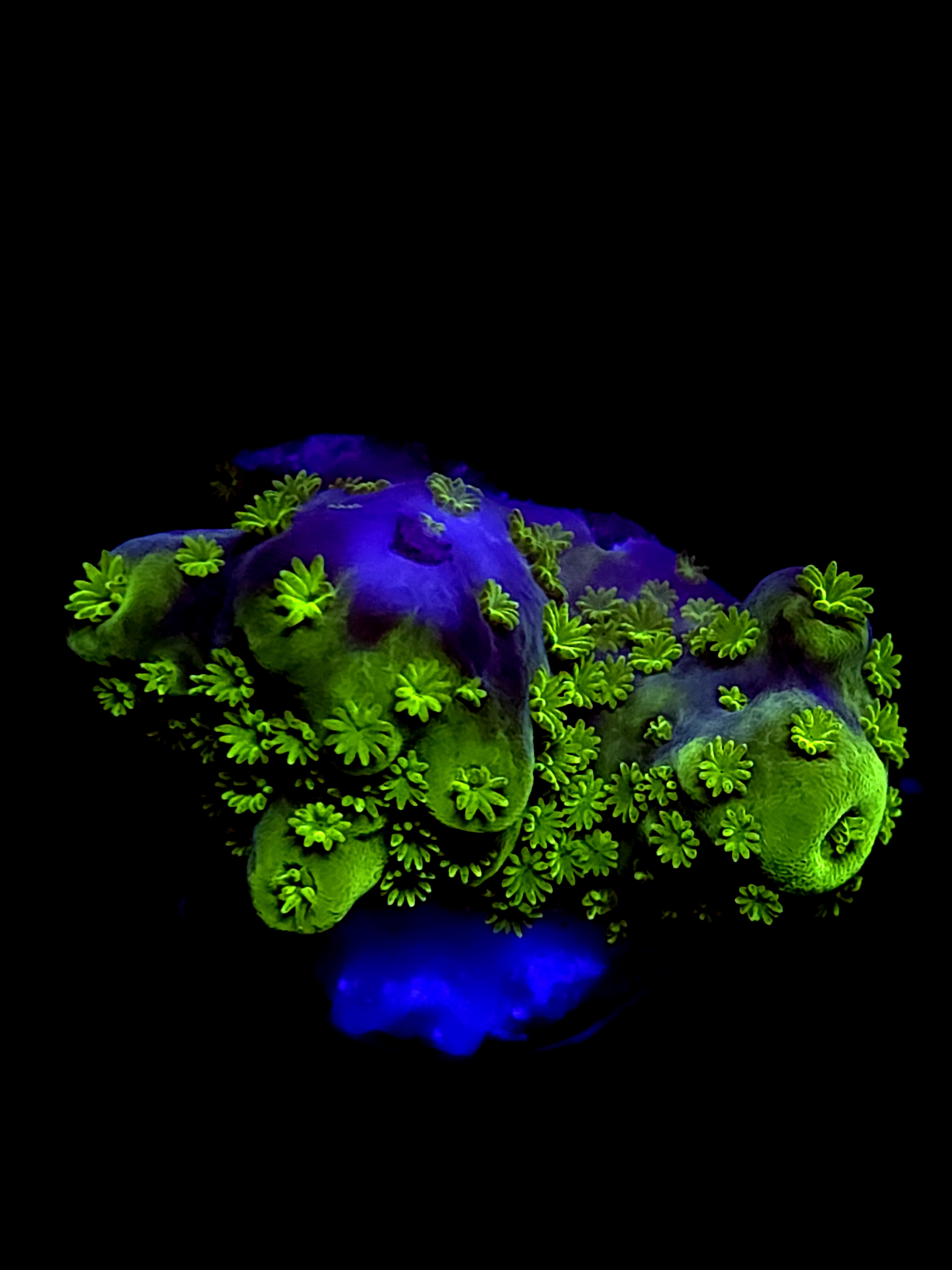 SBB "Apple Jacks" Acro Medium 2 Branch