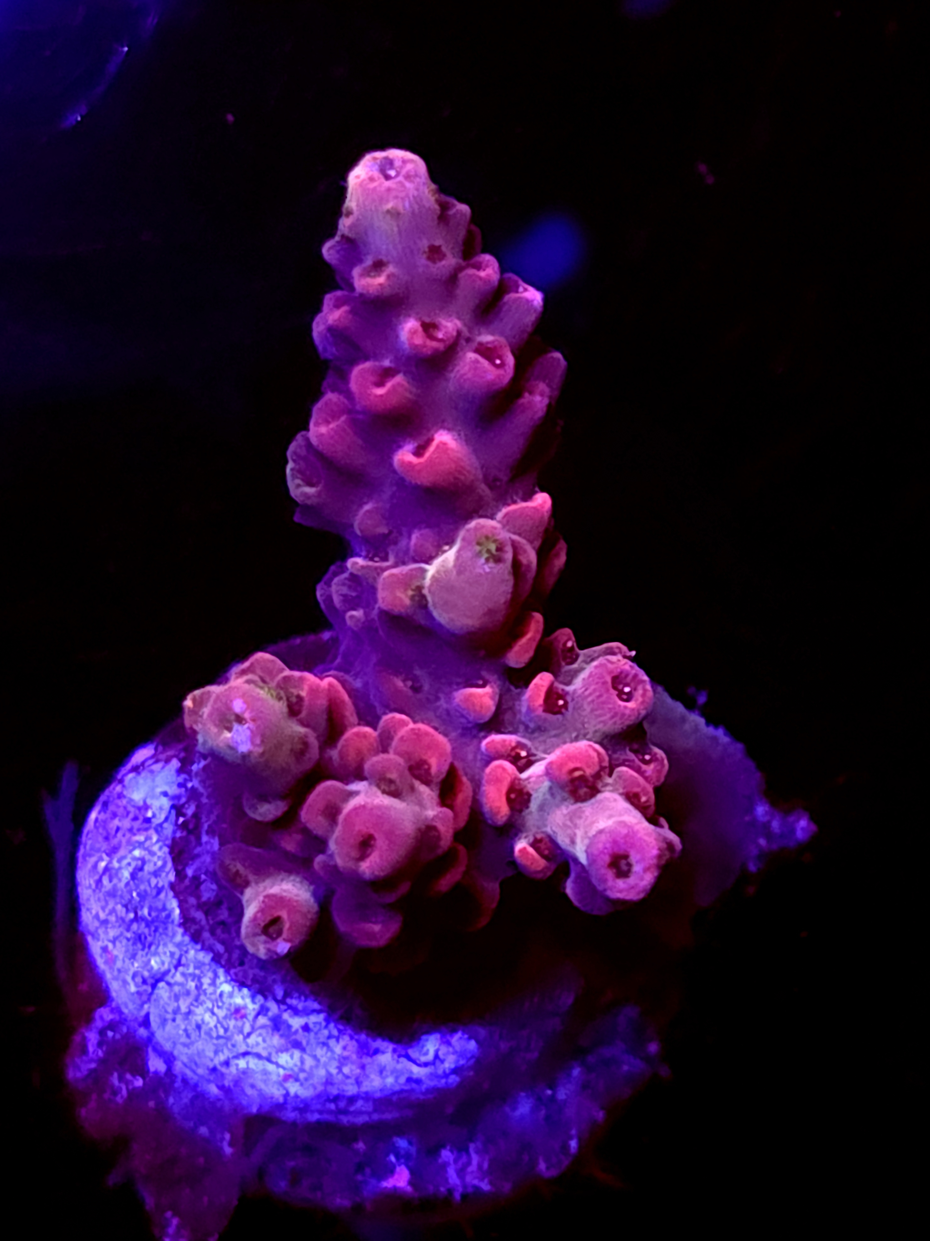 SBB "Cherry Crown" Acro Small 2 Branch