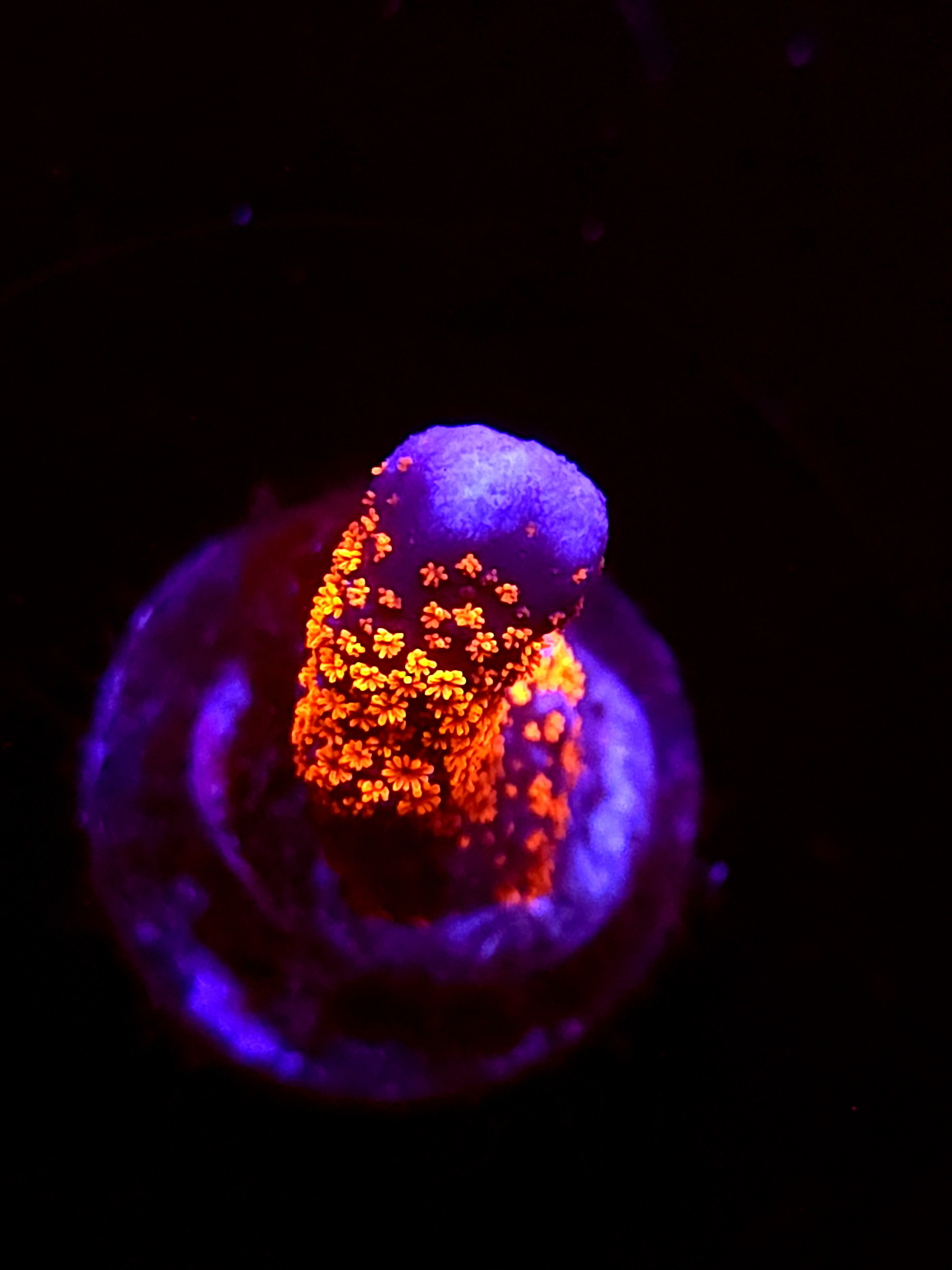 SBB "Bubble Digi" Acro Small Branch