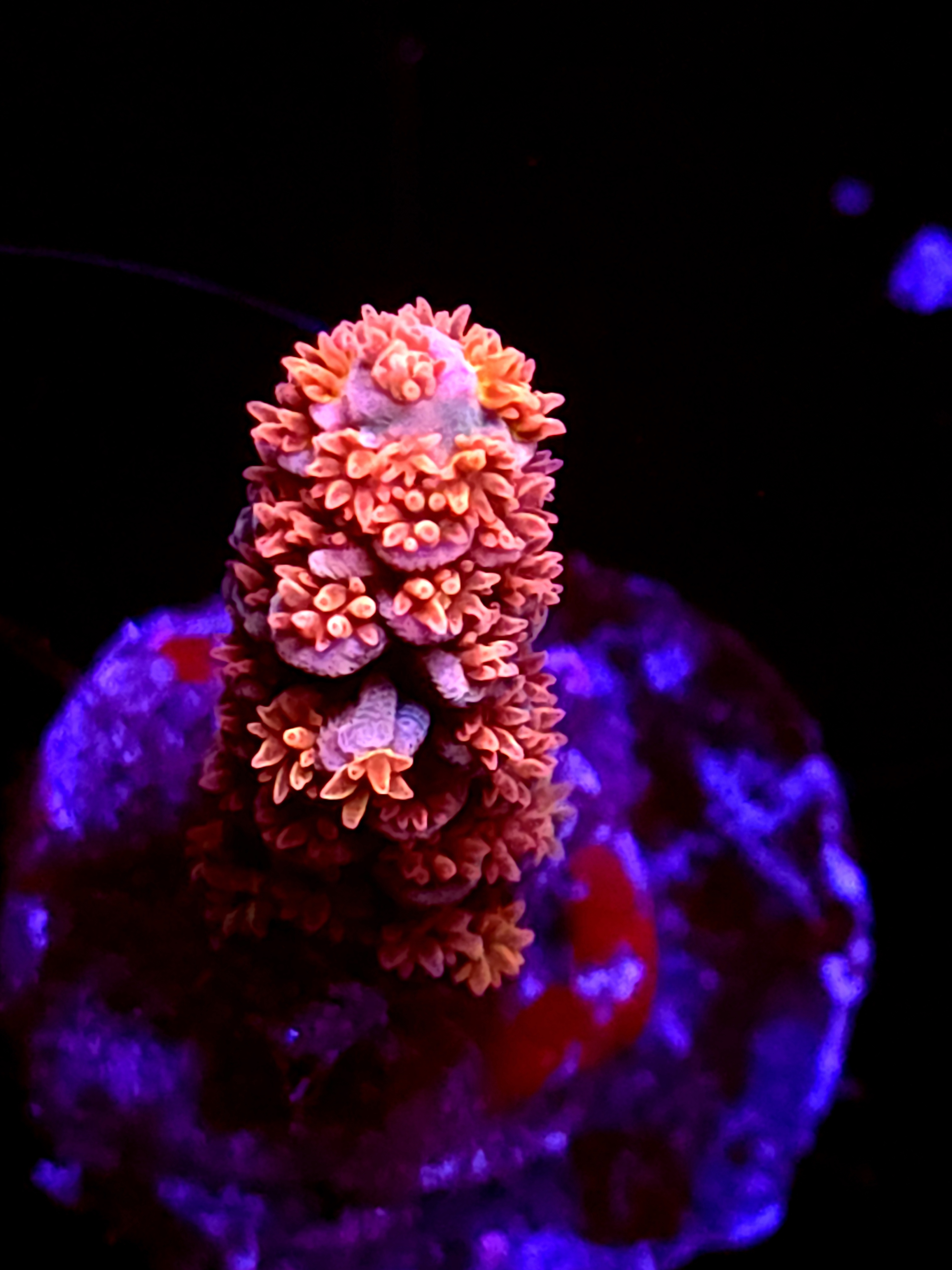 SBB "Glitter Bang" Acro Small Branch