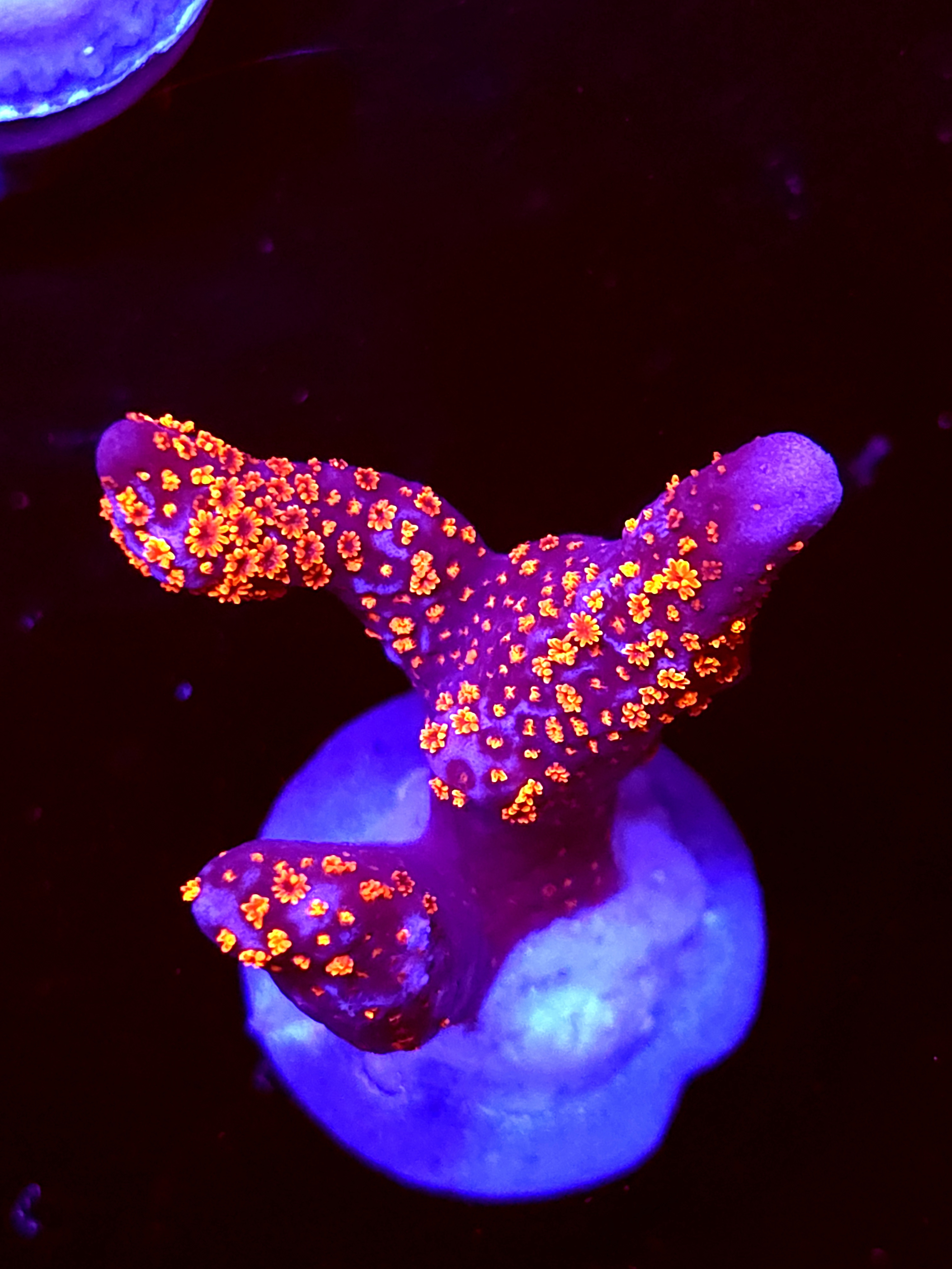 SBB "Bubble Digi" Acro Medium 3 Branch