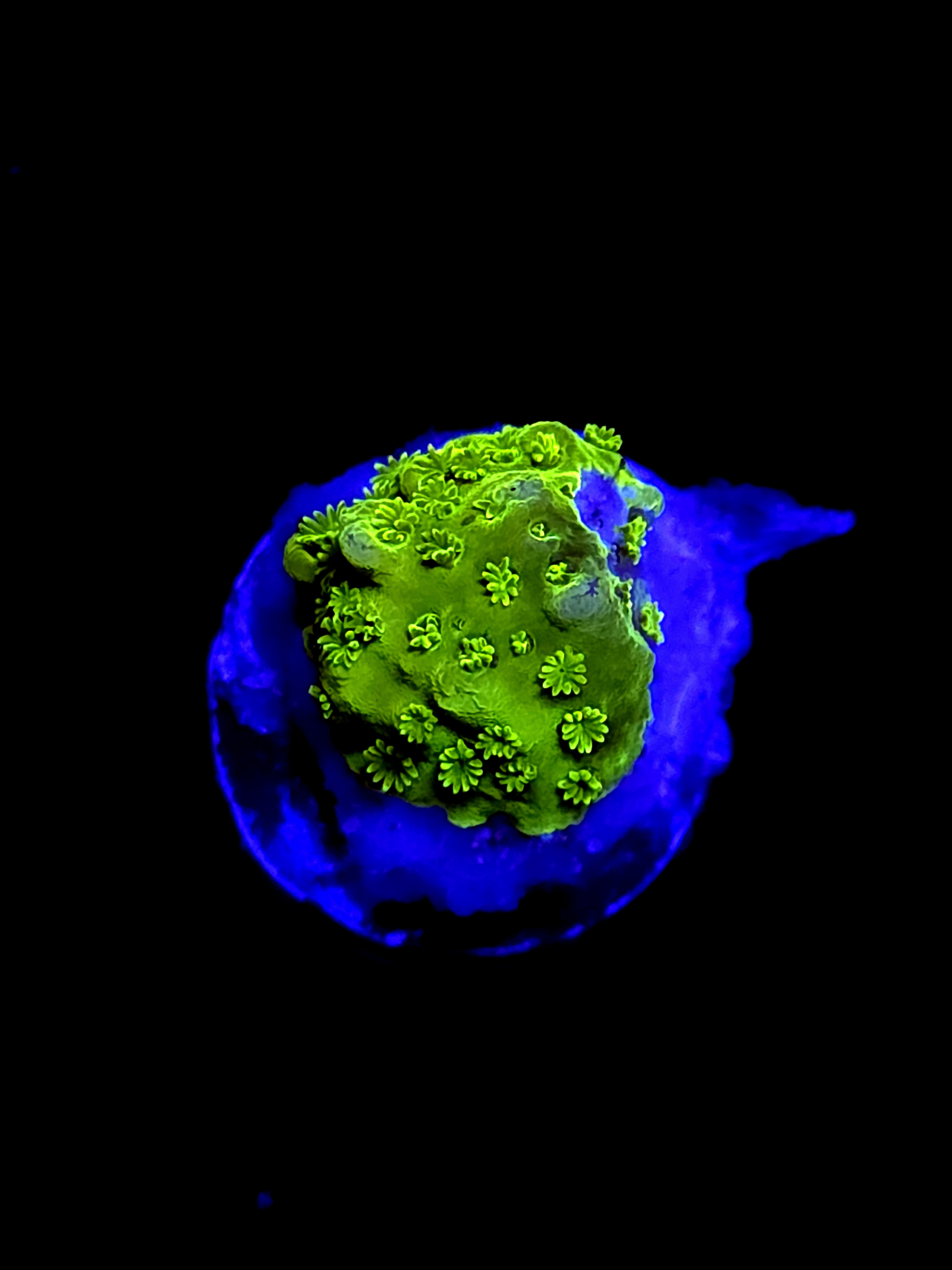 SBB "Mystery Signature" Acro Tiny Chunk