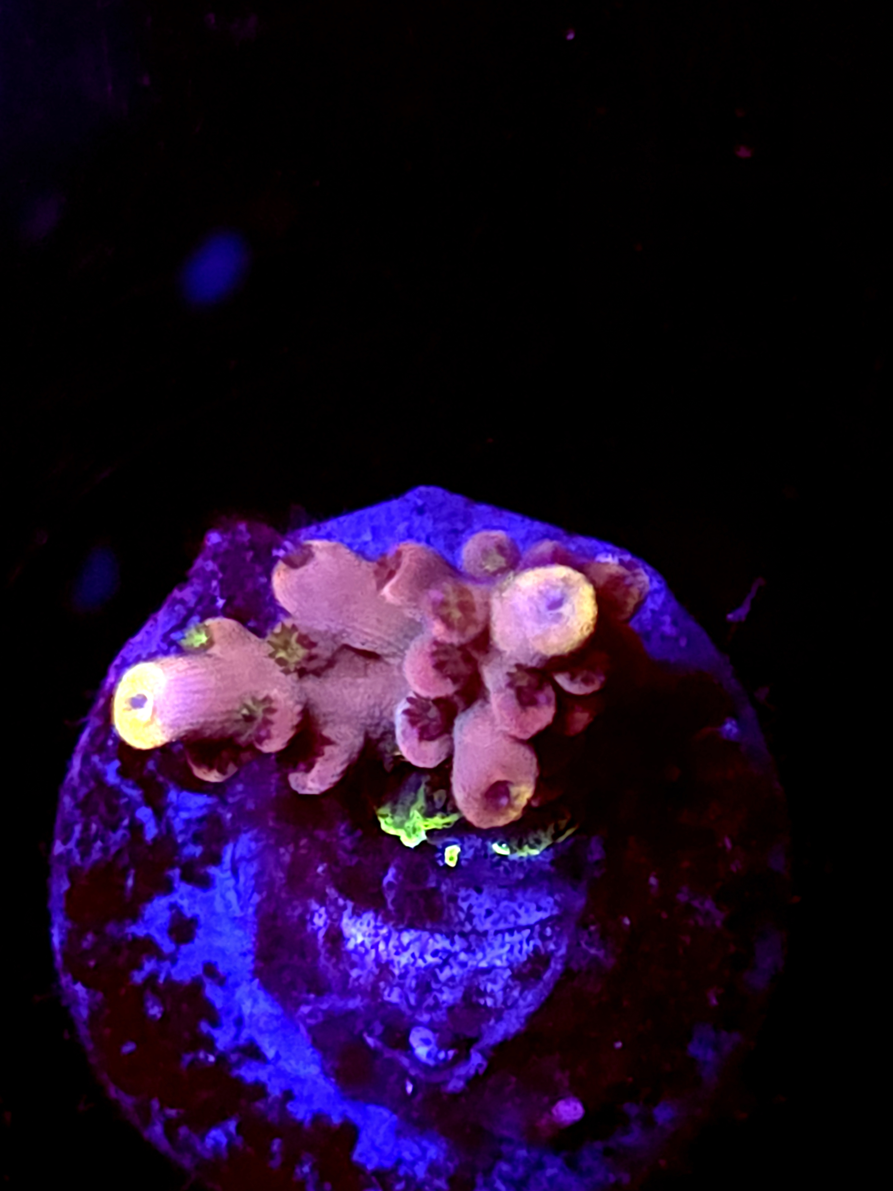 SBB "Gum Drop Bean" Acro Small Branch