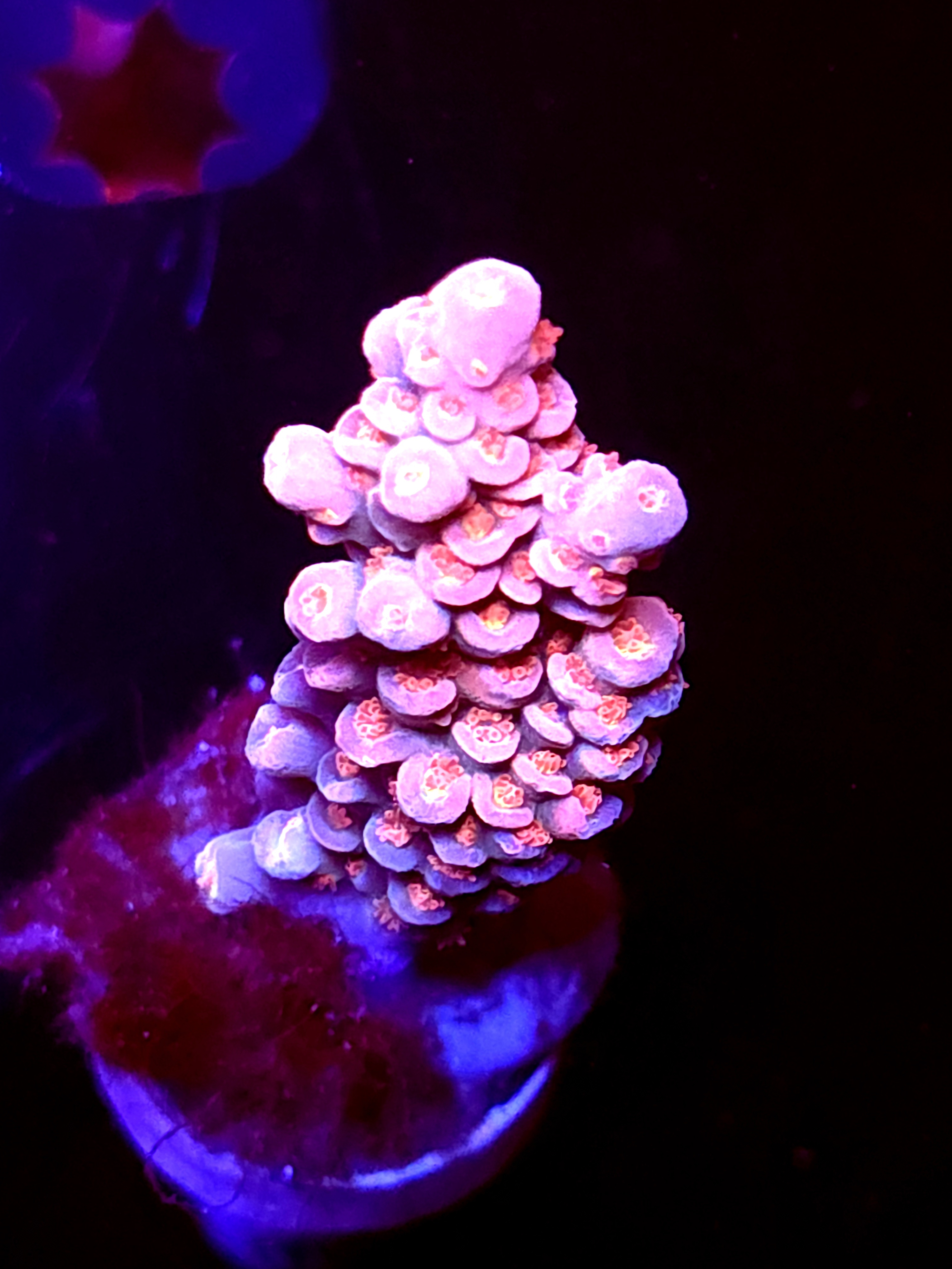 SBB "Witch Fire" Acro Large Branch