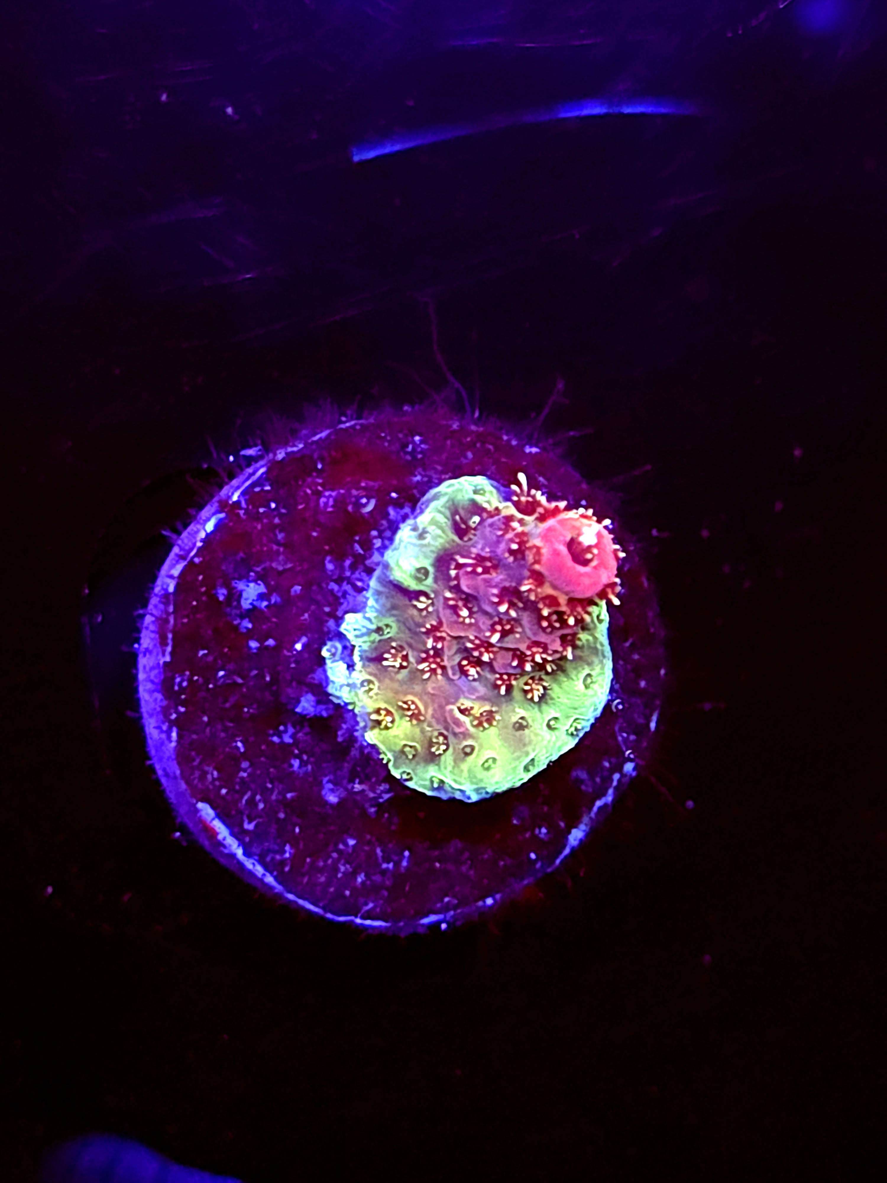 SBB "Pure Flare" Acro Tiny Crusted