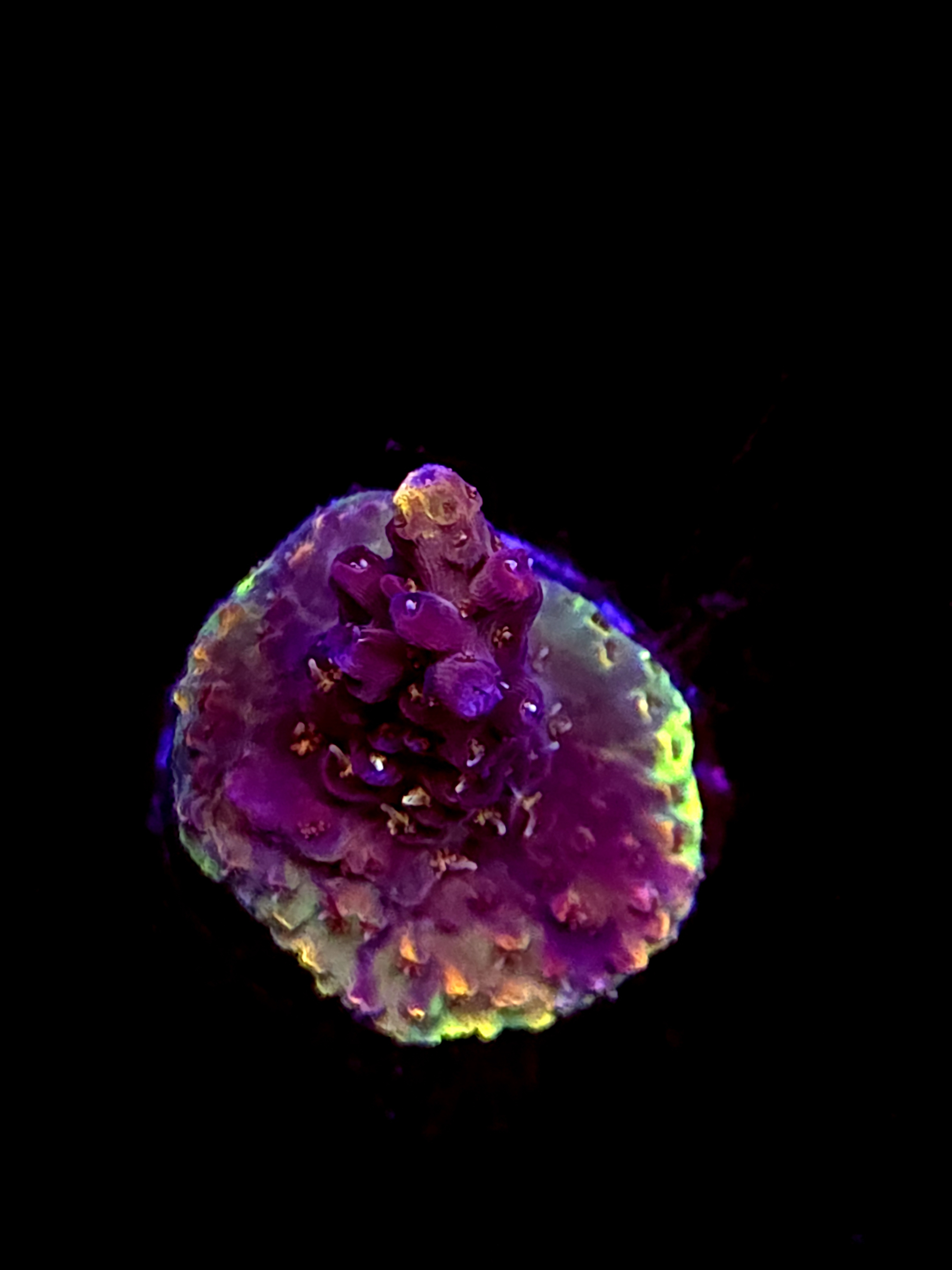 SBB "Pink Teddy Bear" Acro Small Crusted