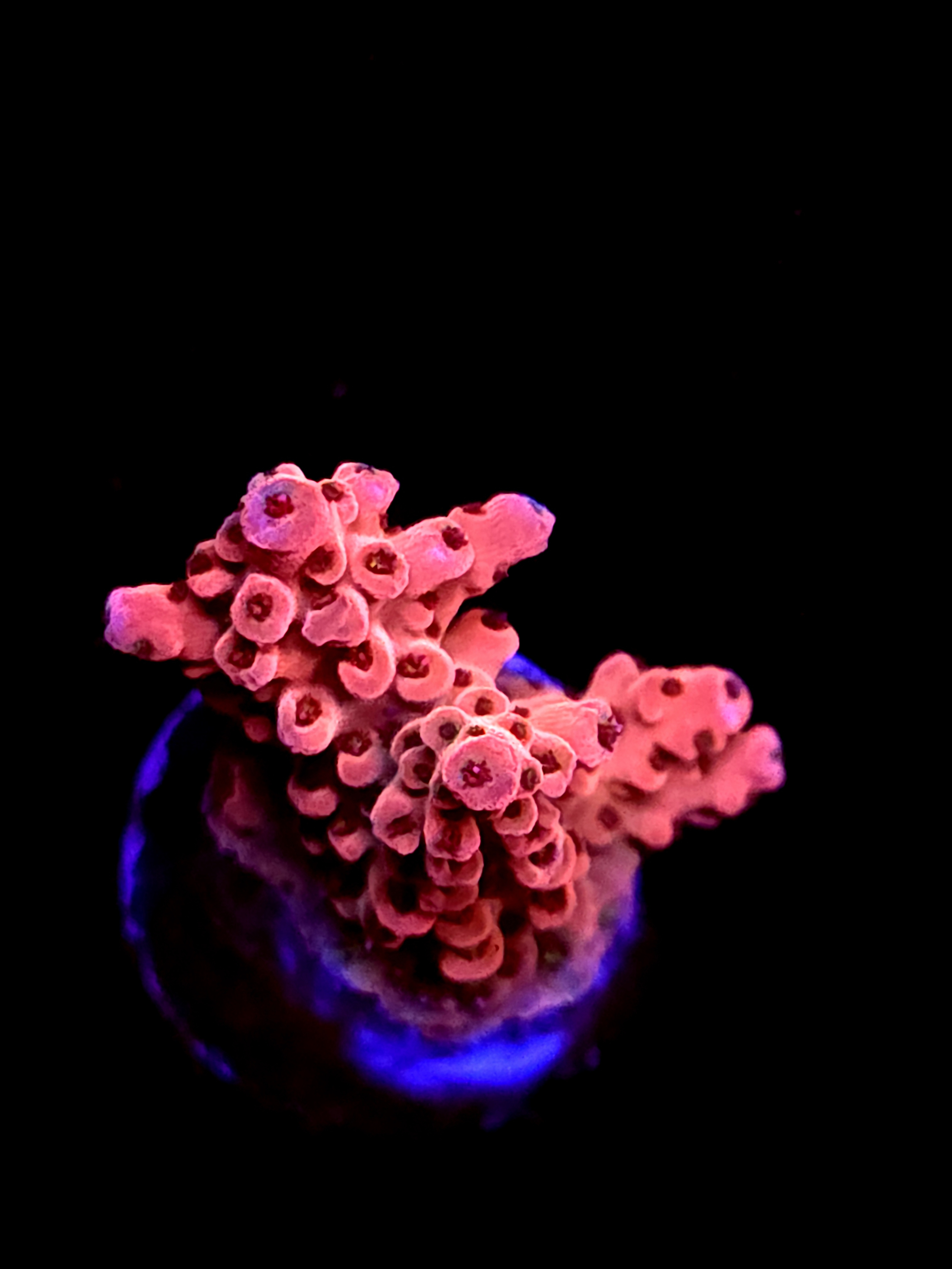 SBB "Old Glory" Acro Small 2 Branch