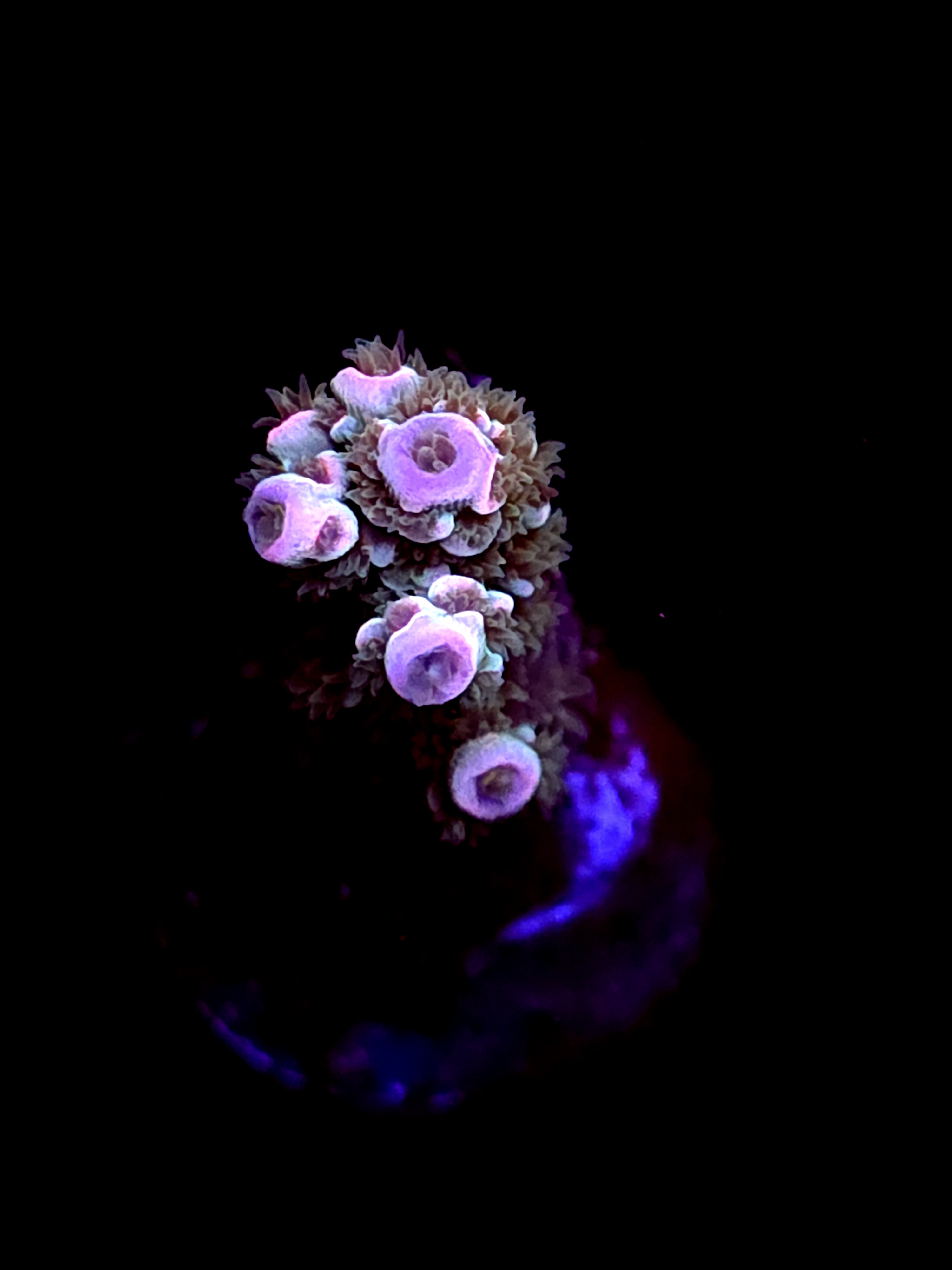 SBB "Molten Fire" Acro Small Branch