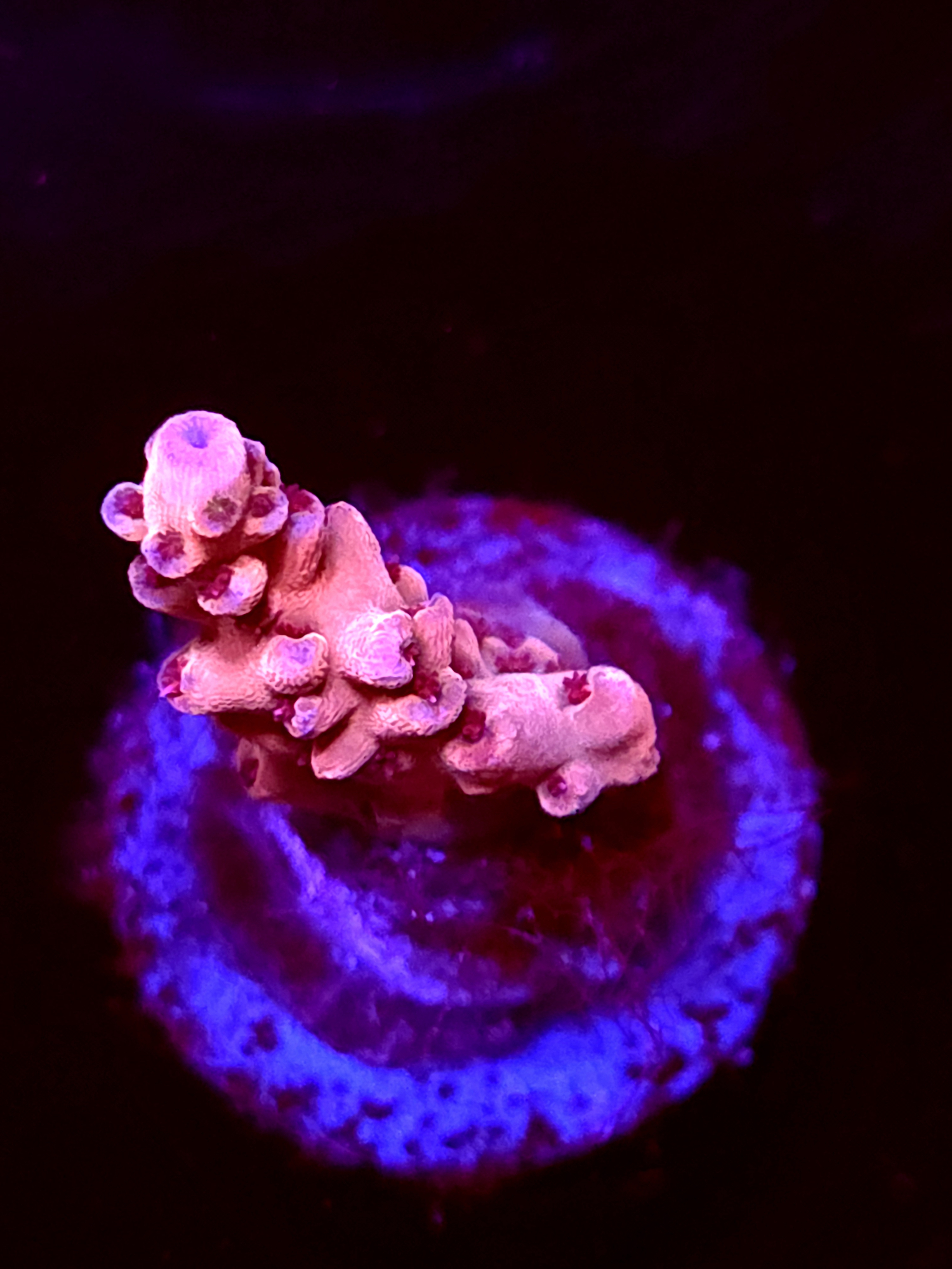 SBB "Gum Drop Bean" Acro Small Branch