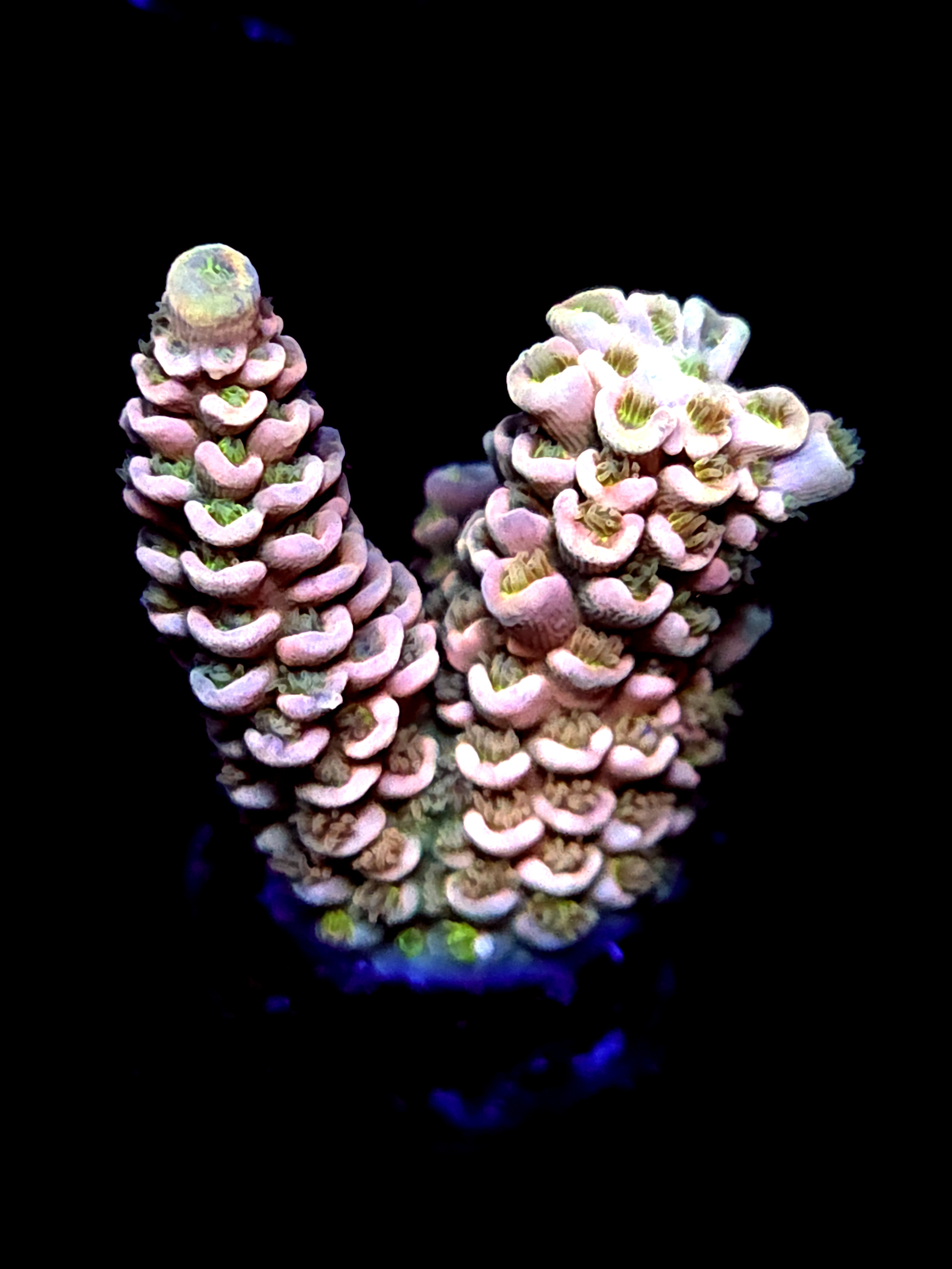 SBB "Fire Glow" Acro Medium 2 Branch