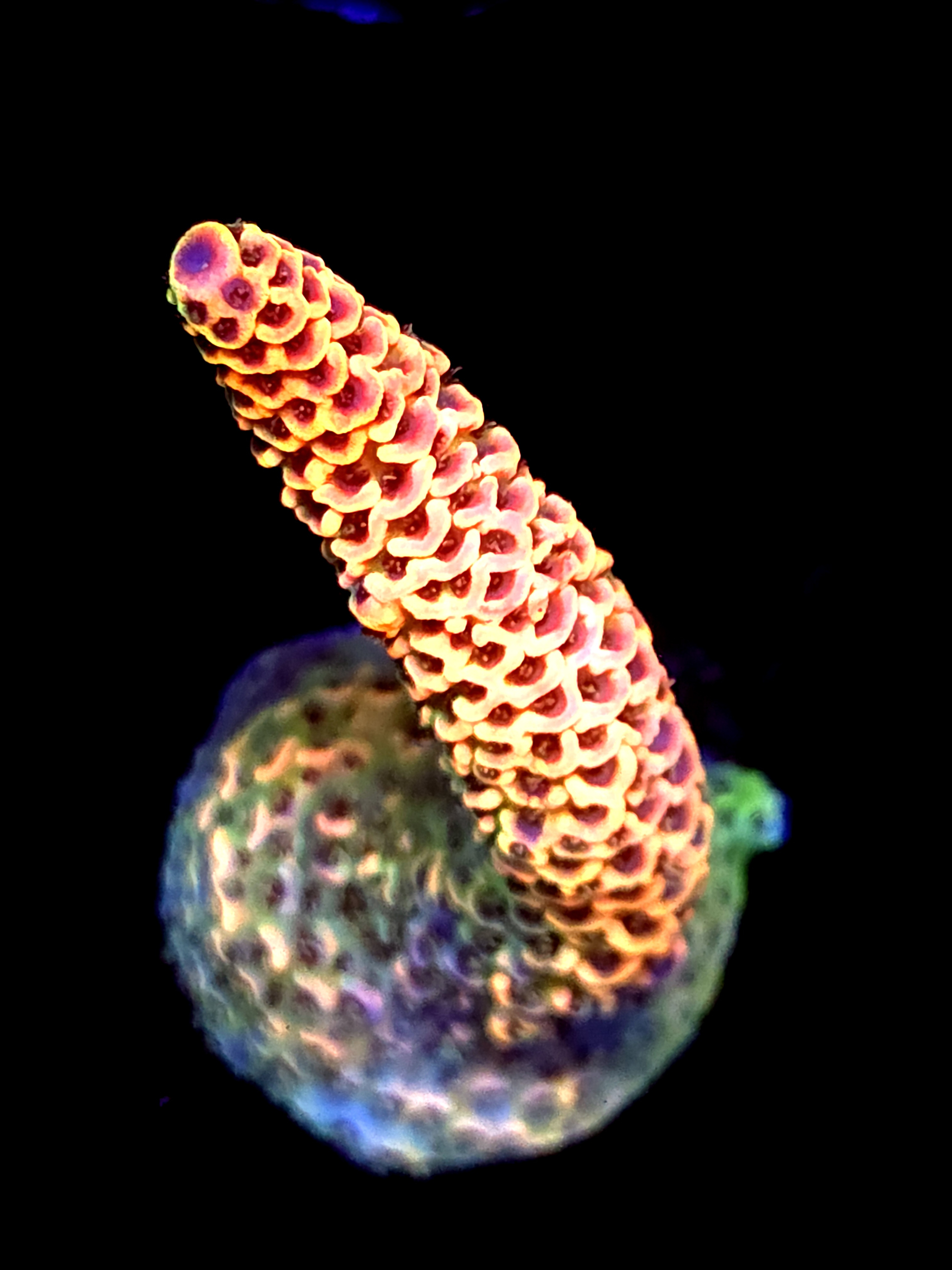 SBB "Mystery Signature" Acro Large Fully Crusted