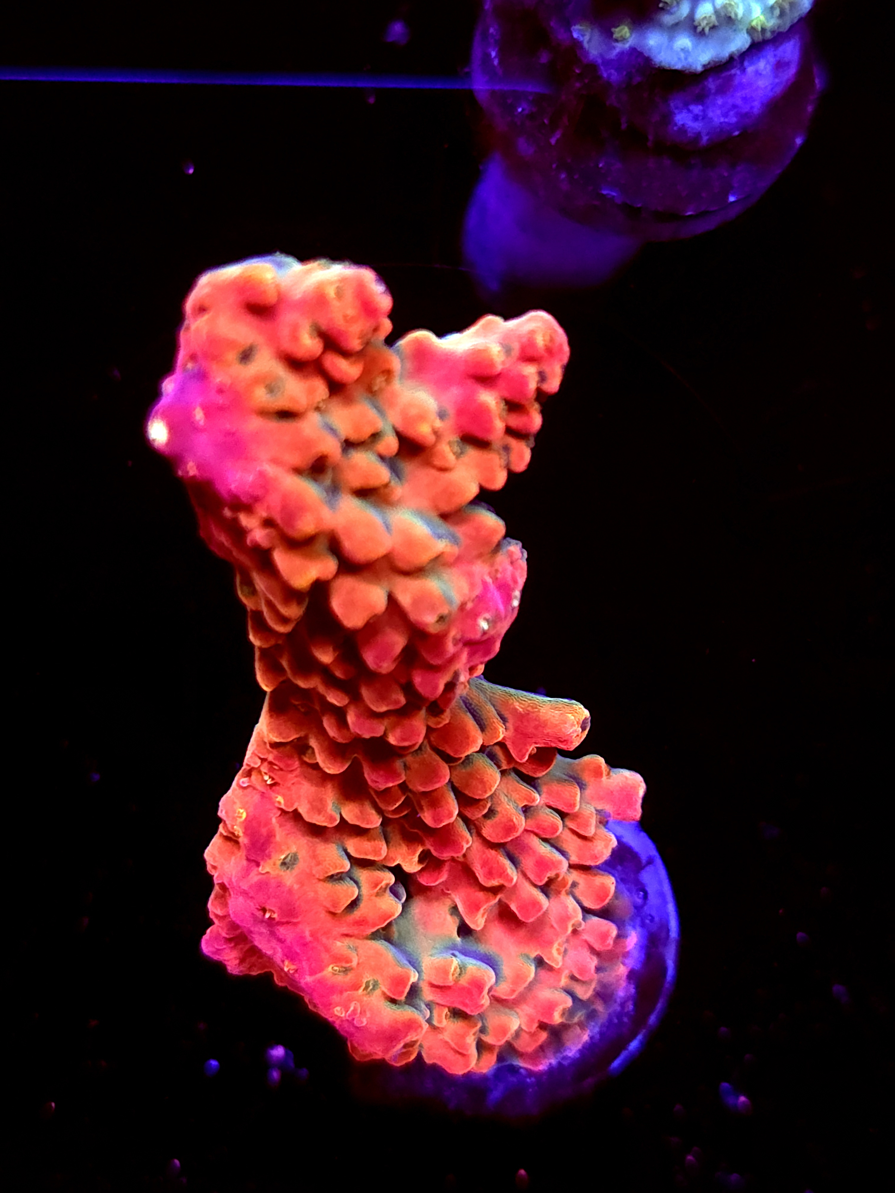 SBB "Afterburner" Acro Large Branch