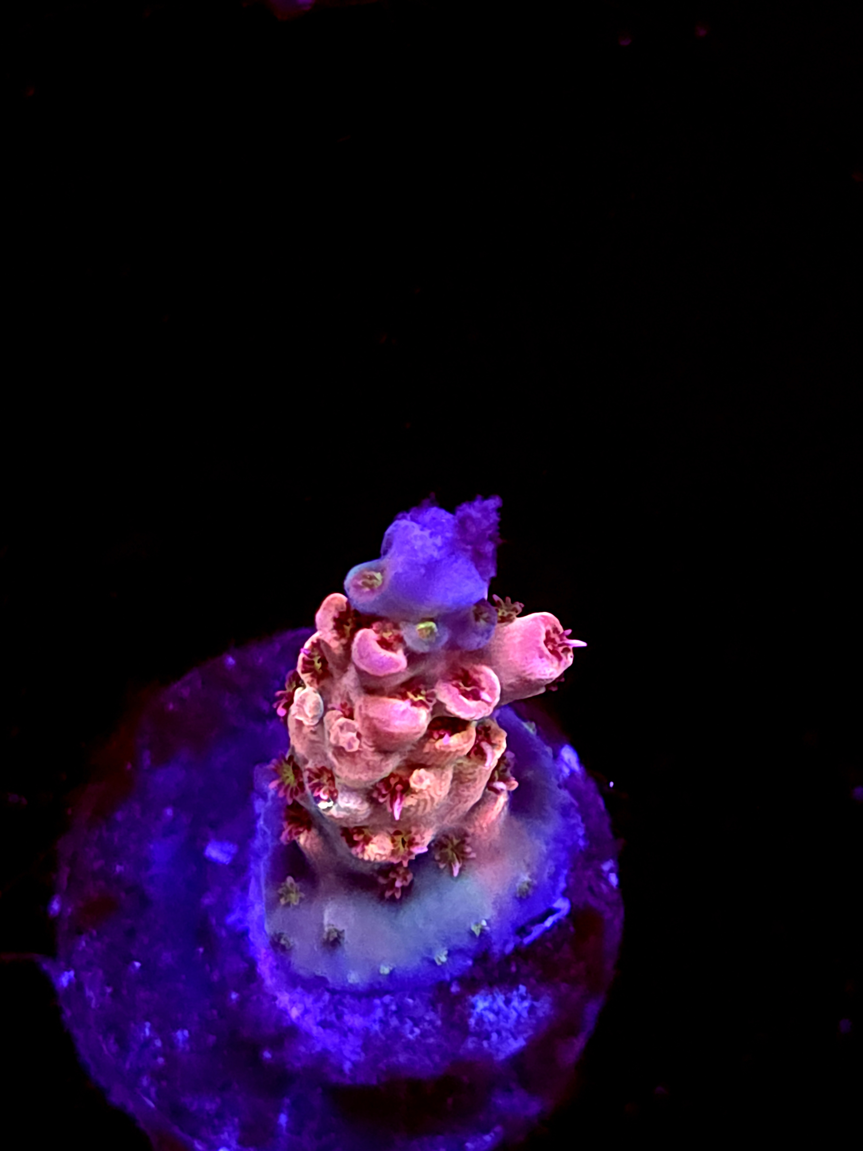 SBB "Cremebule" Acro Small Branch