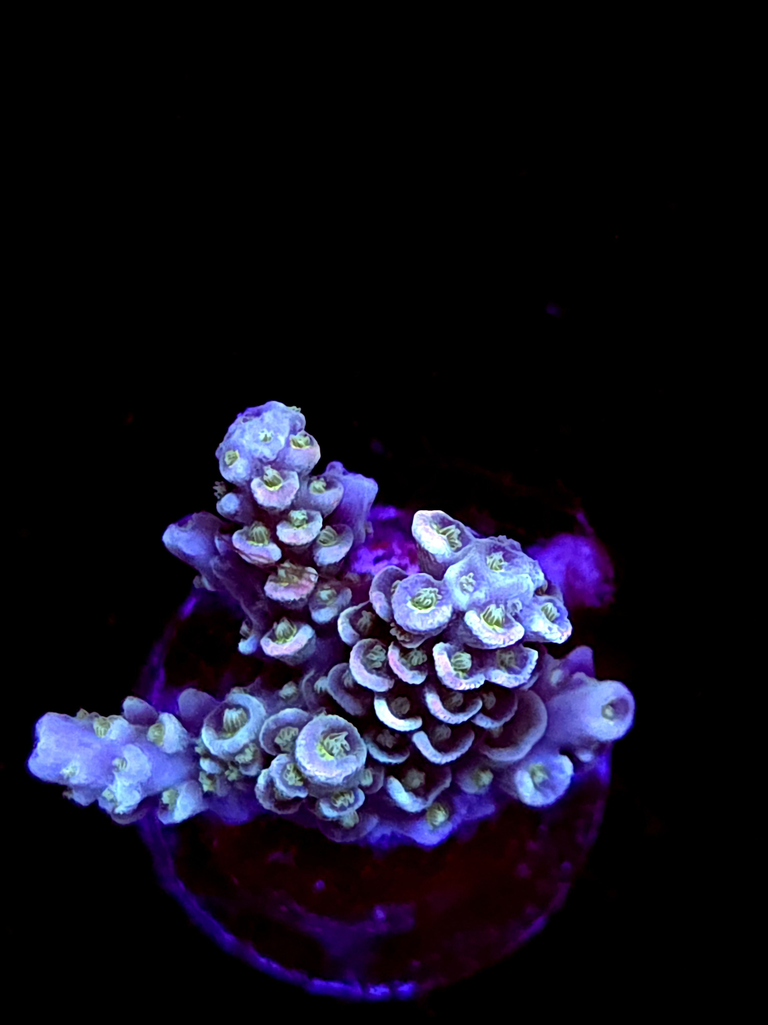 SBB "Cosmic Maniac" Acro Small 2+ Branch