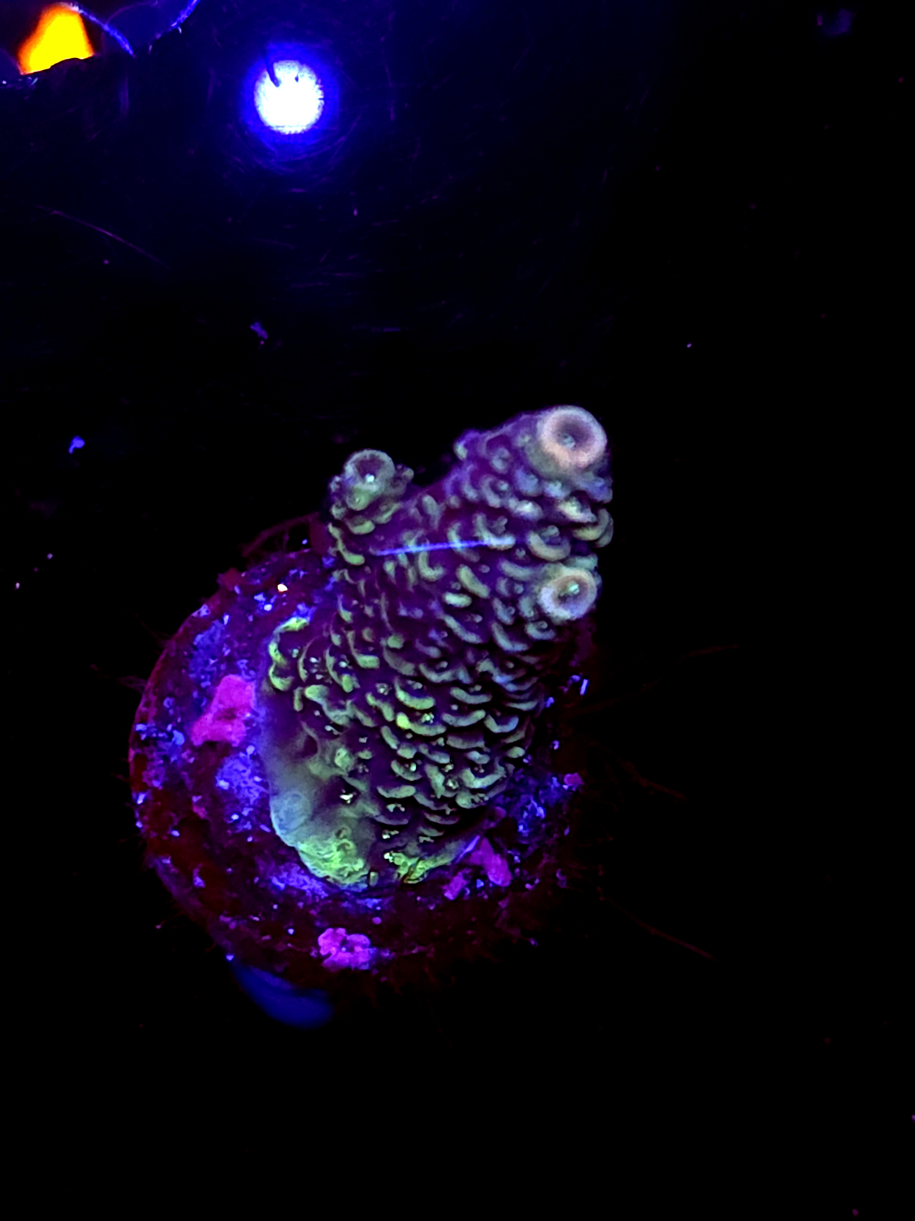 SBB "Candy Surge" Acro Medium Branch