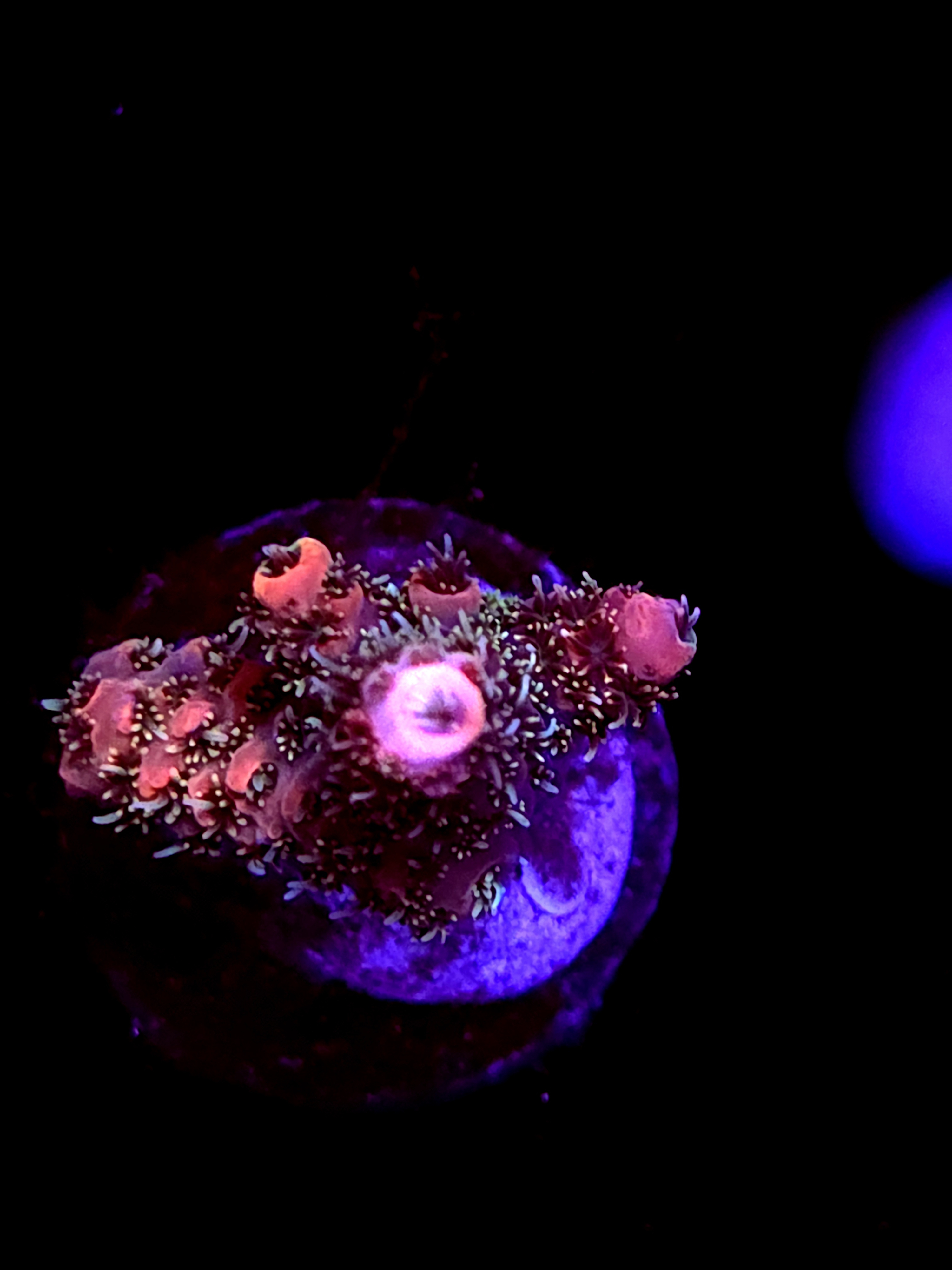 SBB "Mystery Signature" Acro Small Branch