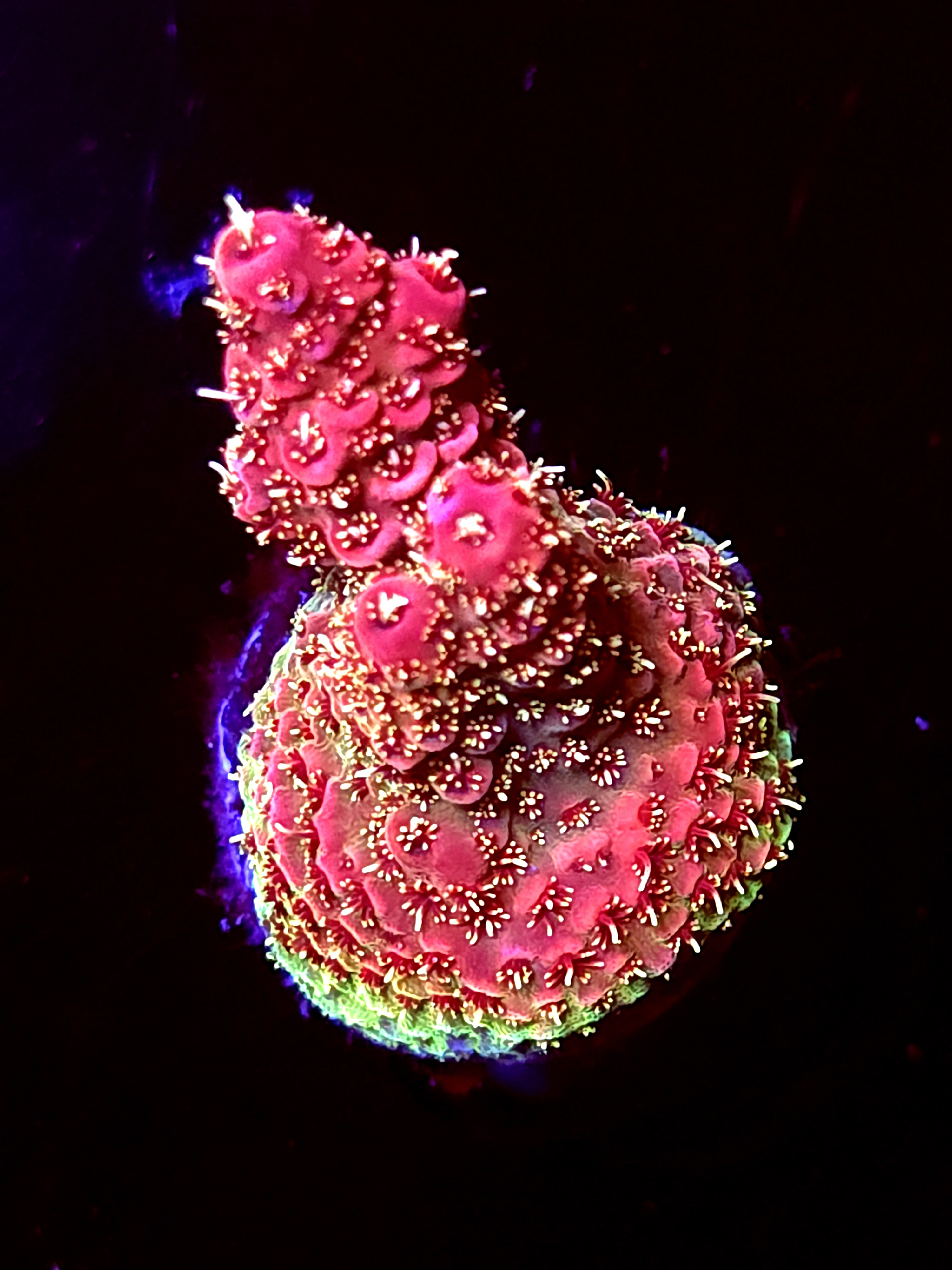 SBB "Pyro Flare" Acro Medium 2 Branch Fully Crusted