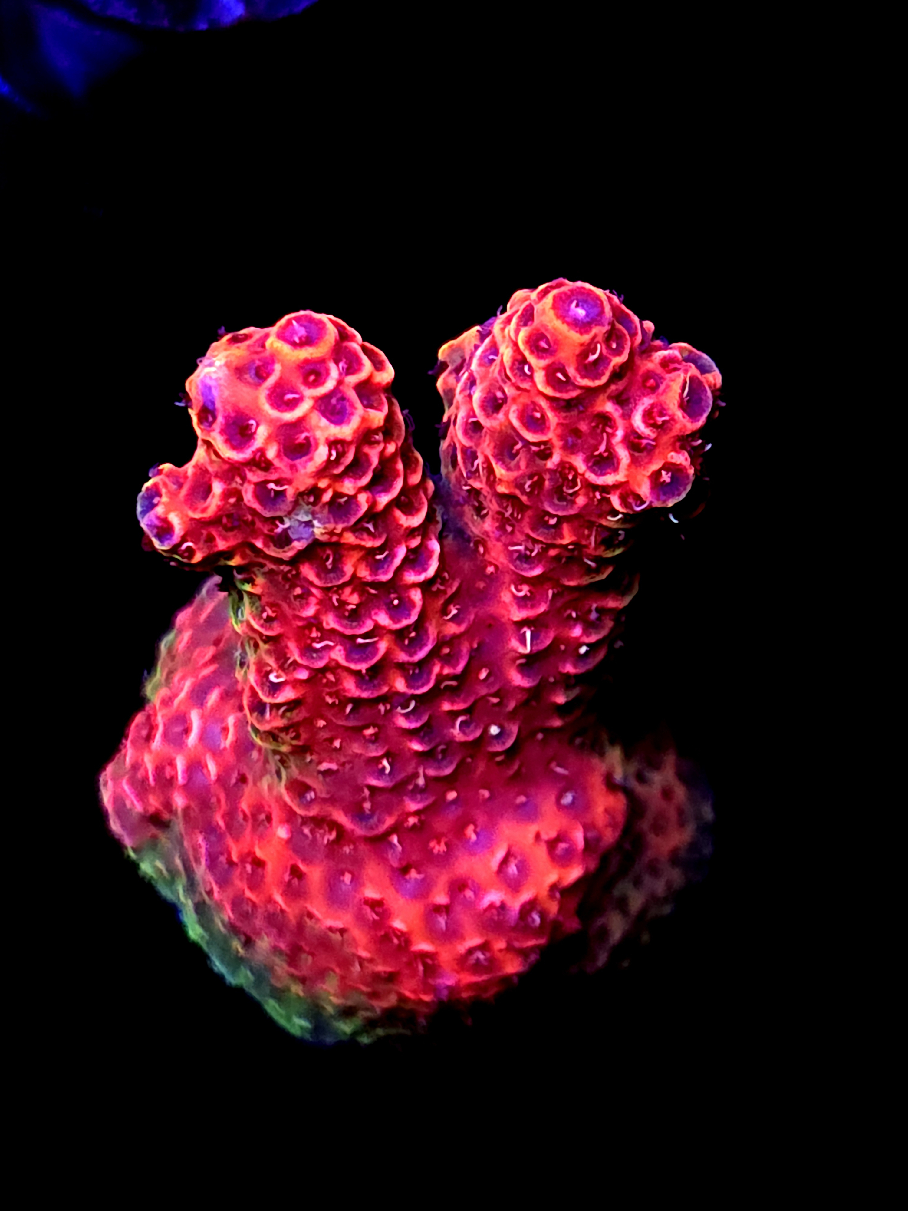 SBB "Fire Dragon" Acro Medium 2 Branch Fully Crusted