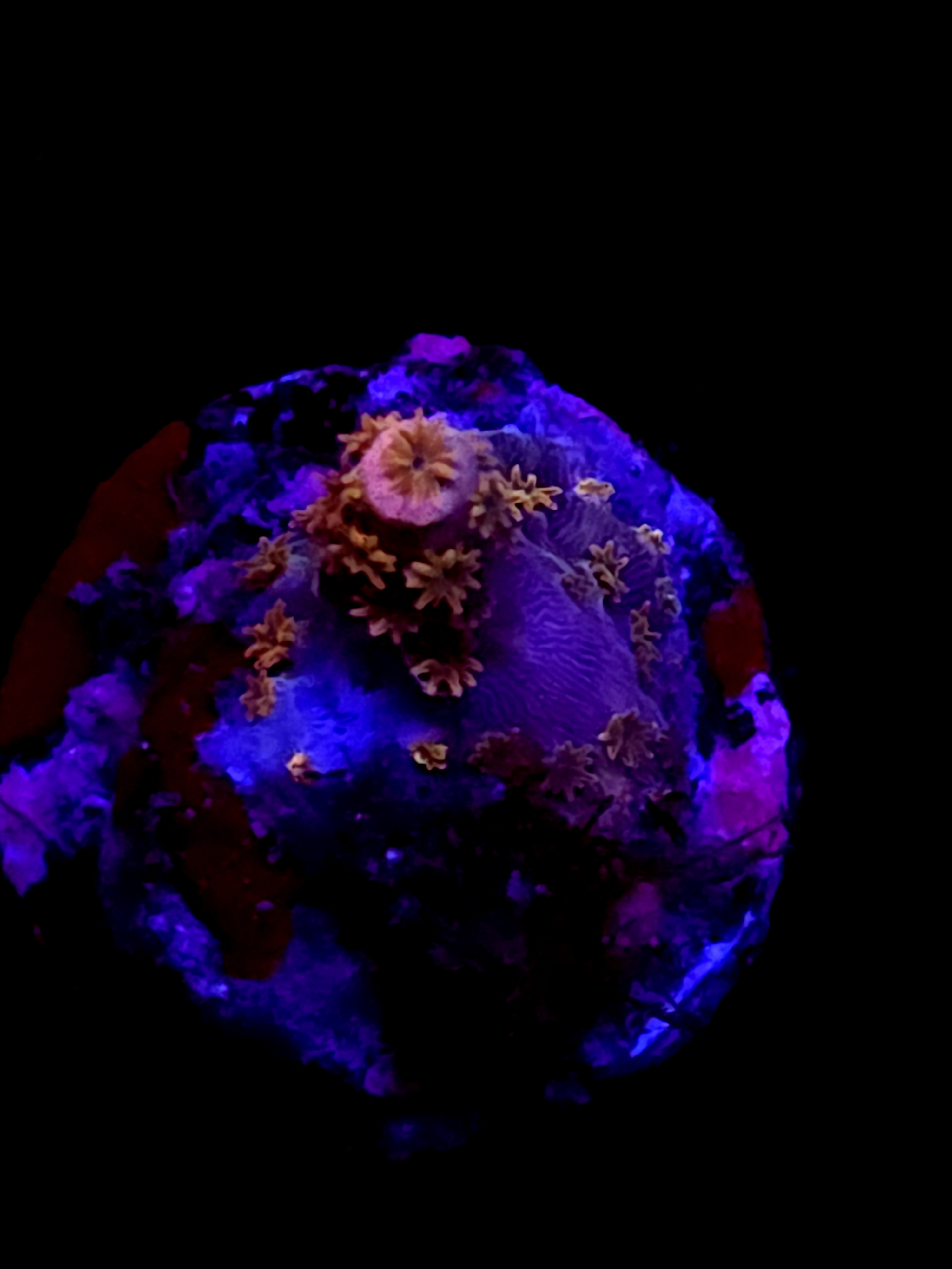 SBB "Gummy Lava" Acro Tiny Crusted