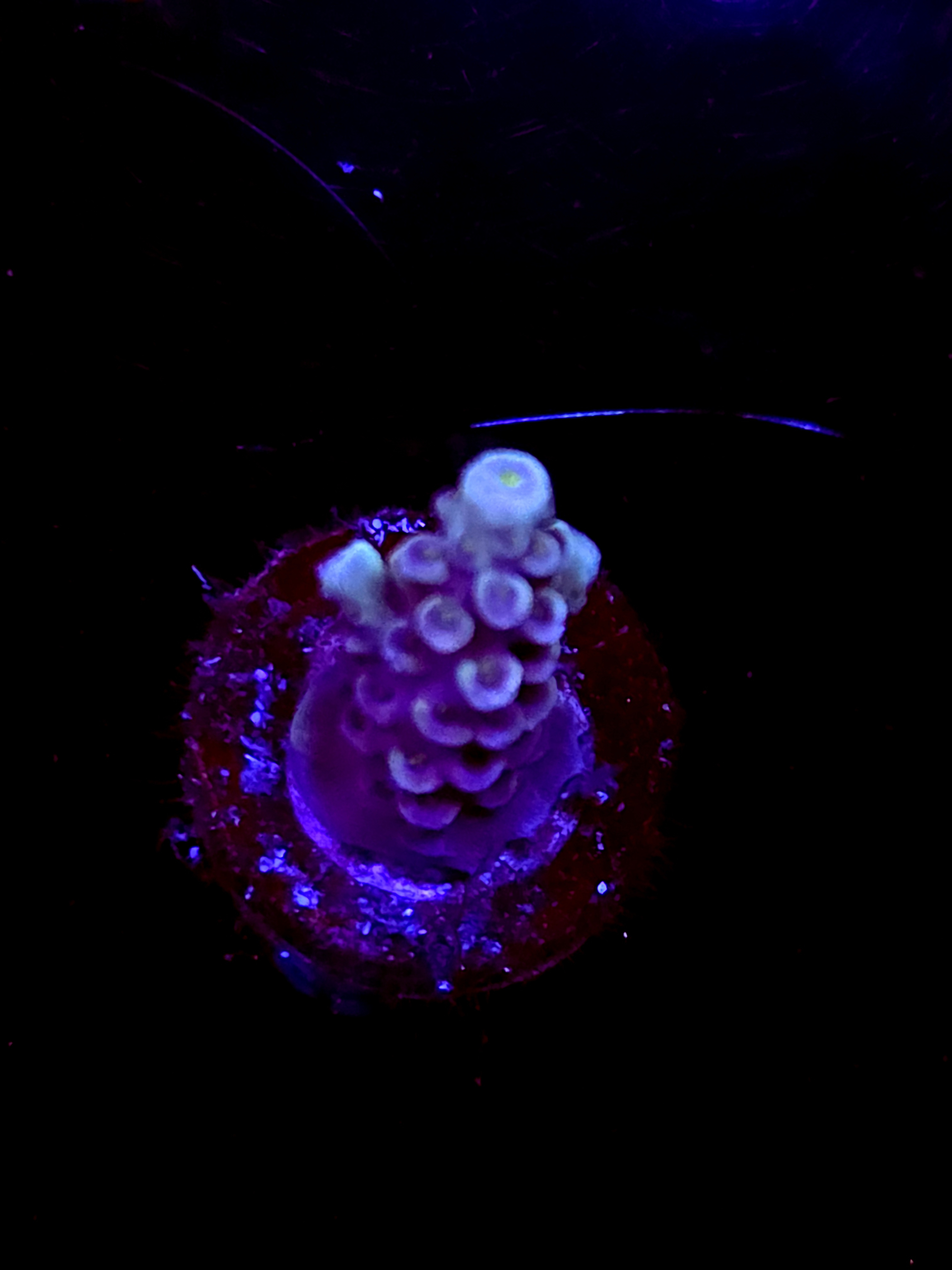 SBB "Torch Scorch" Acro Small Branch