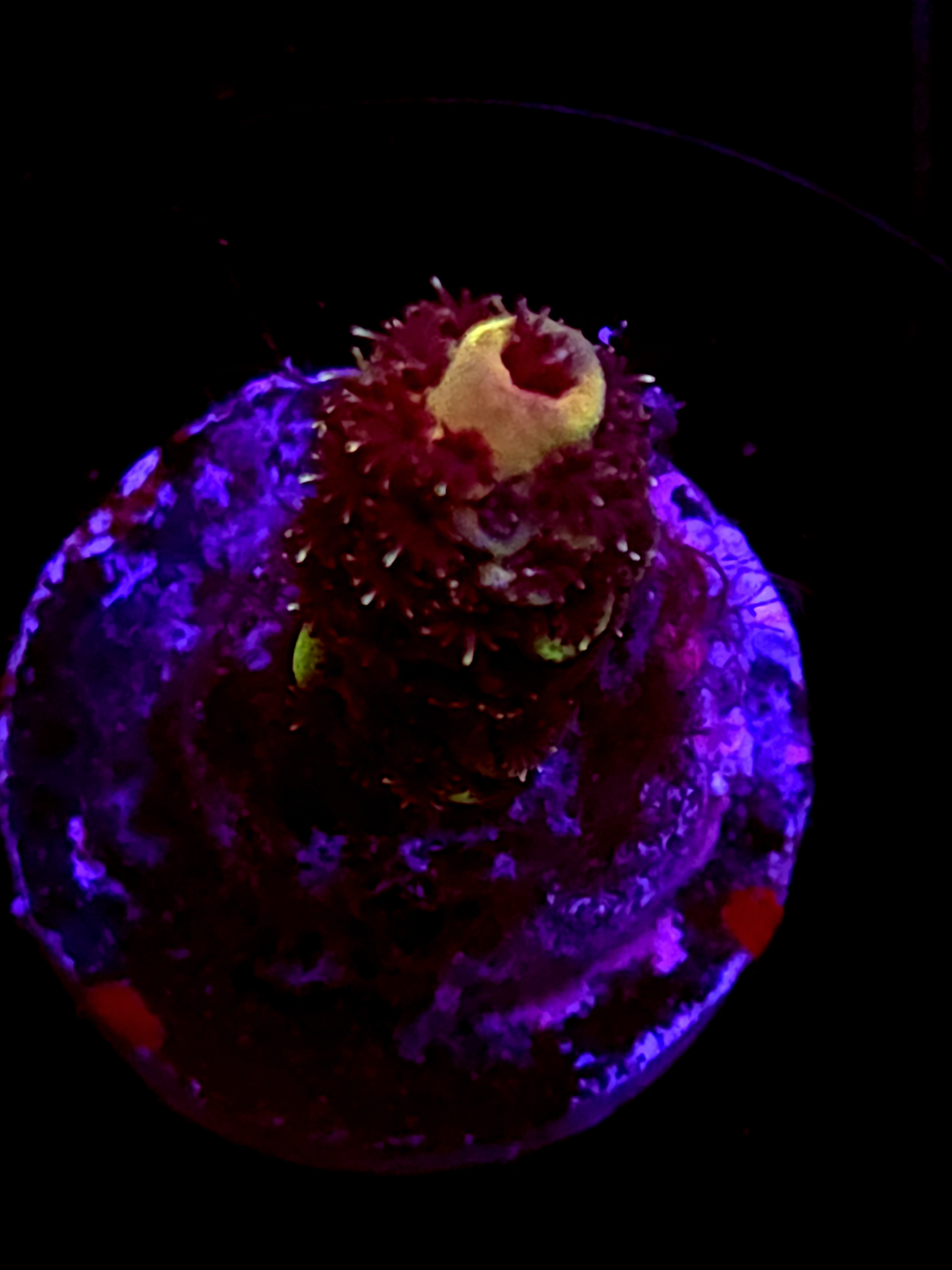 SBB "Mystery Signature" Acro Small Branch