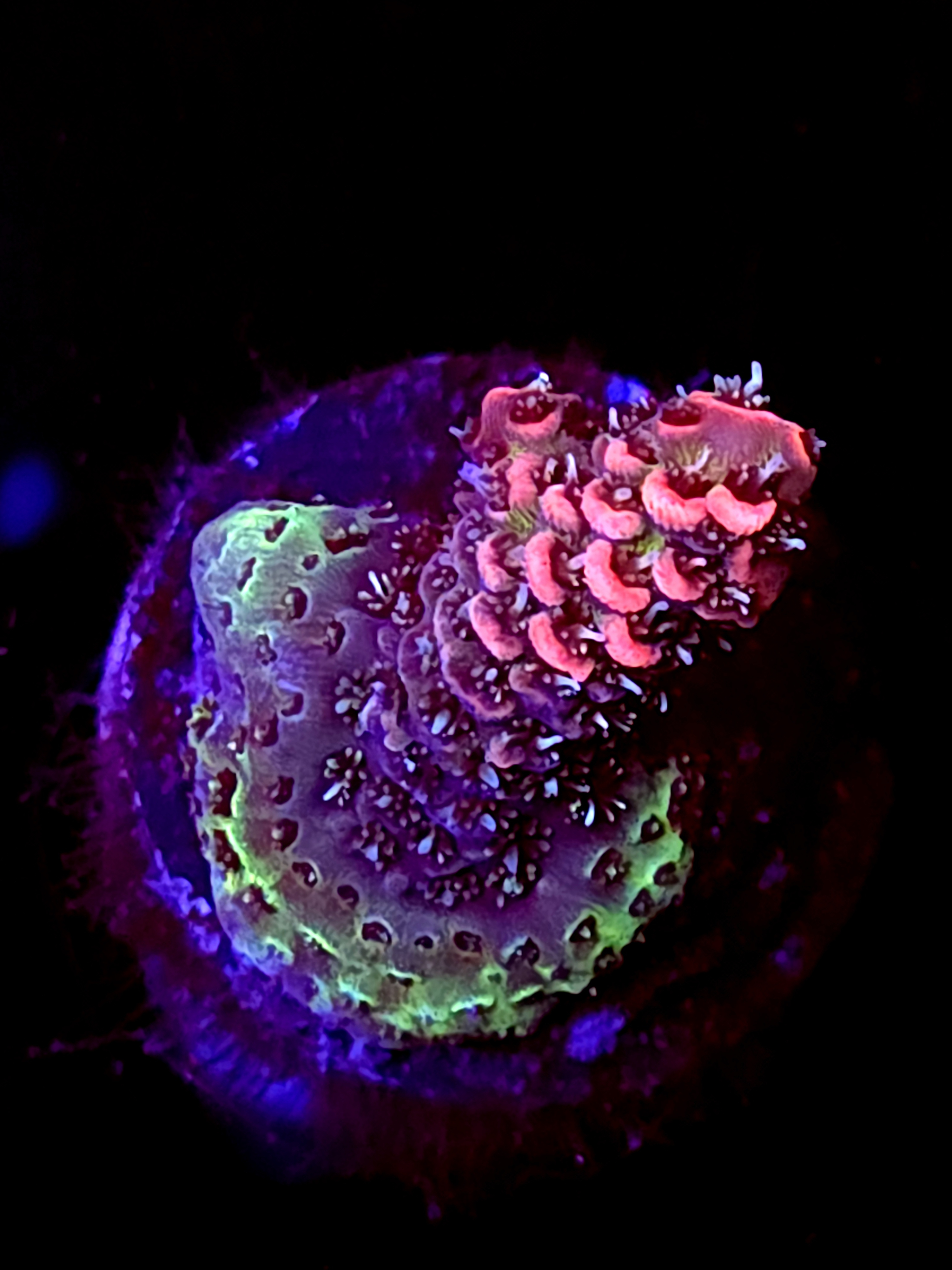 SBB "Snow Cone" Acro Small Crusted