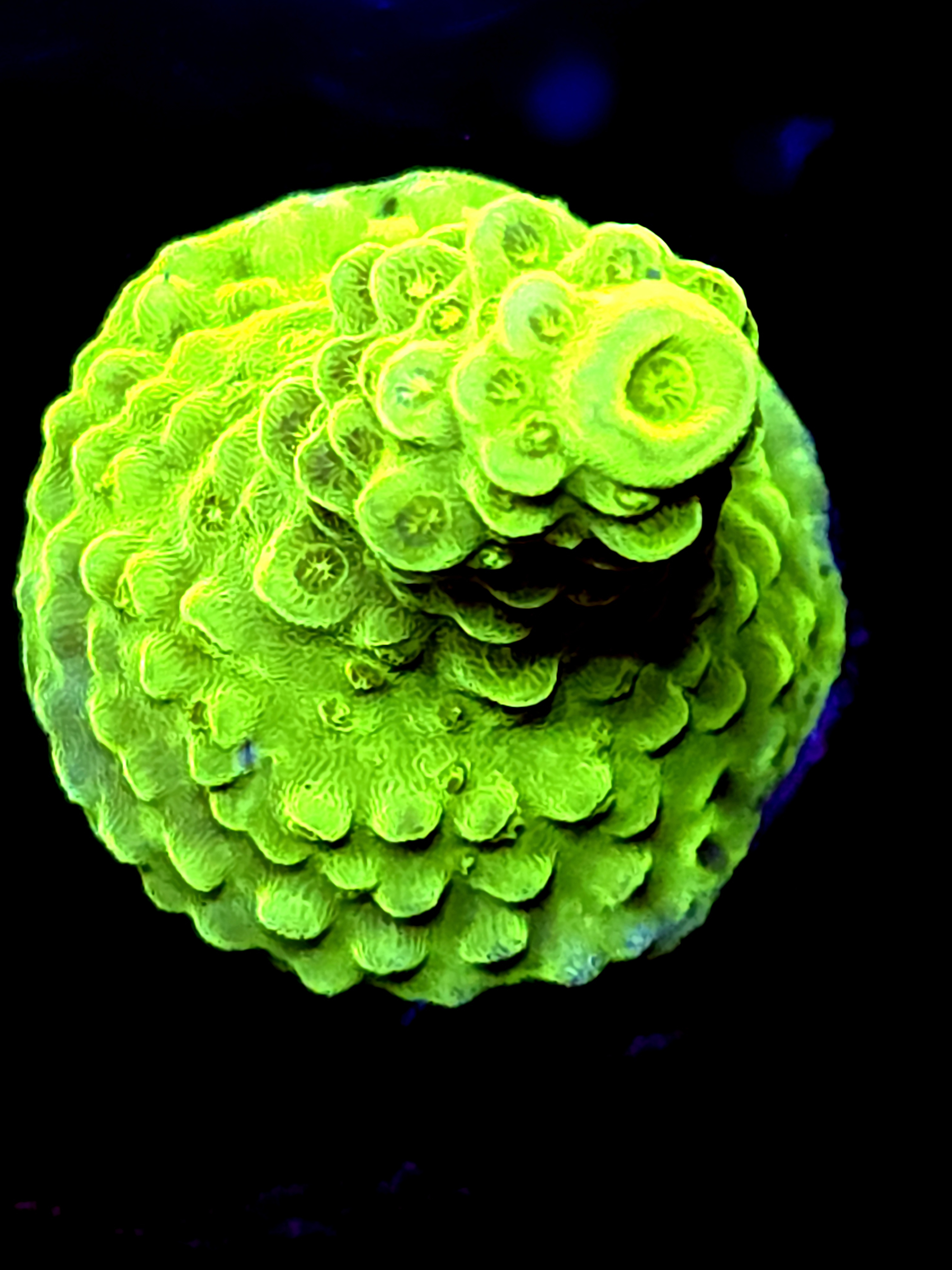 SBB "Yellow Fever" Acro Medium Branch Fully Crusted