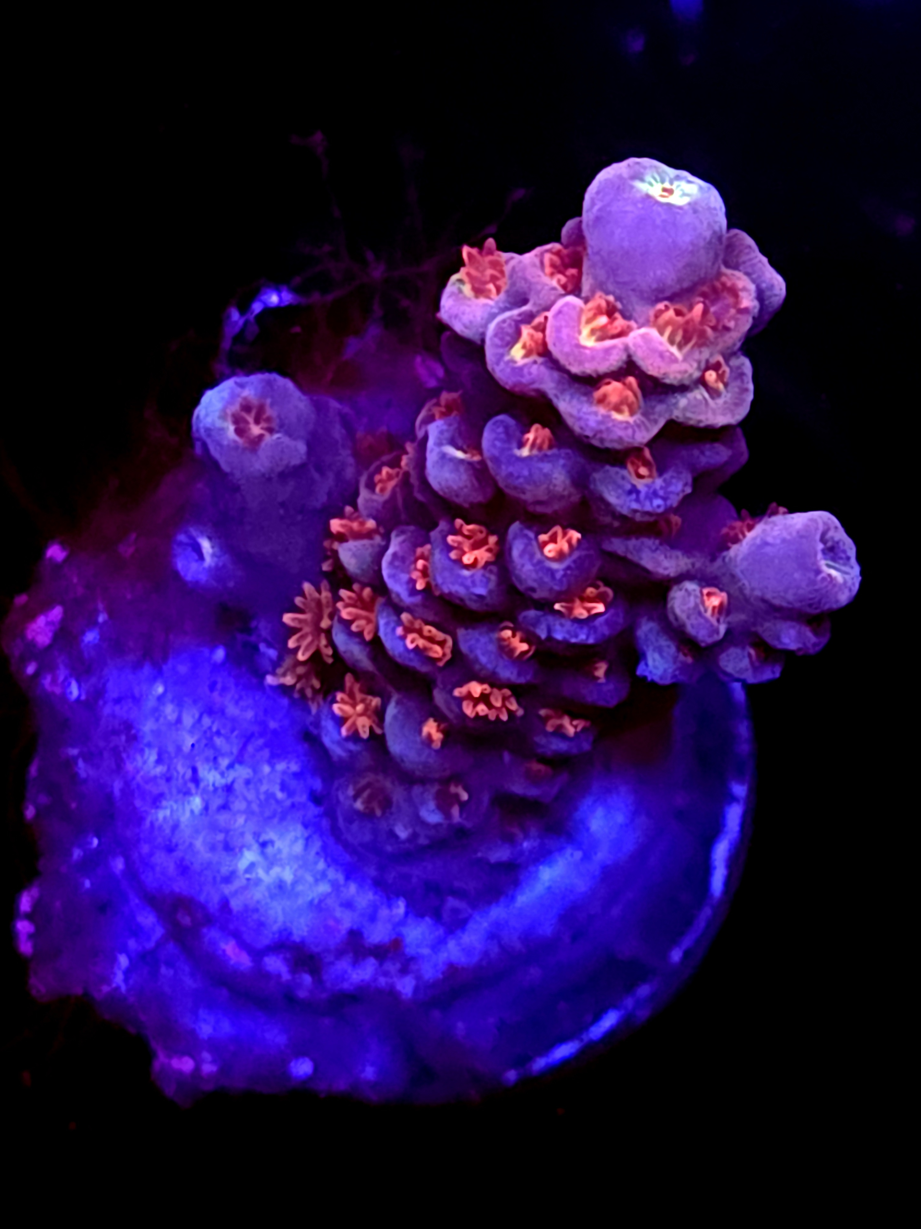 SBB "Mystery Signature" Acro Small Branch