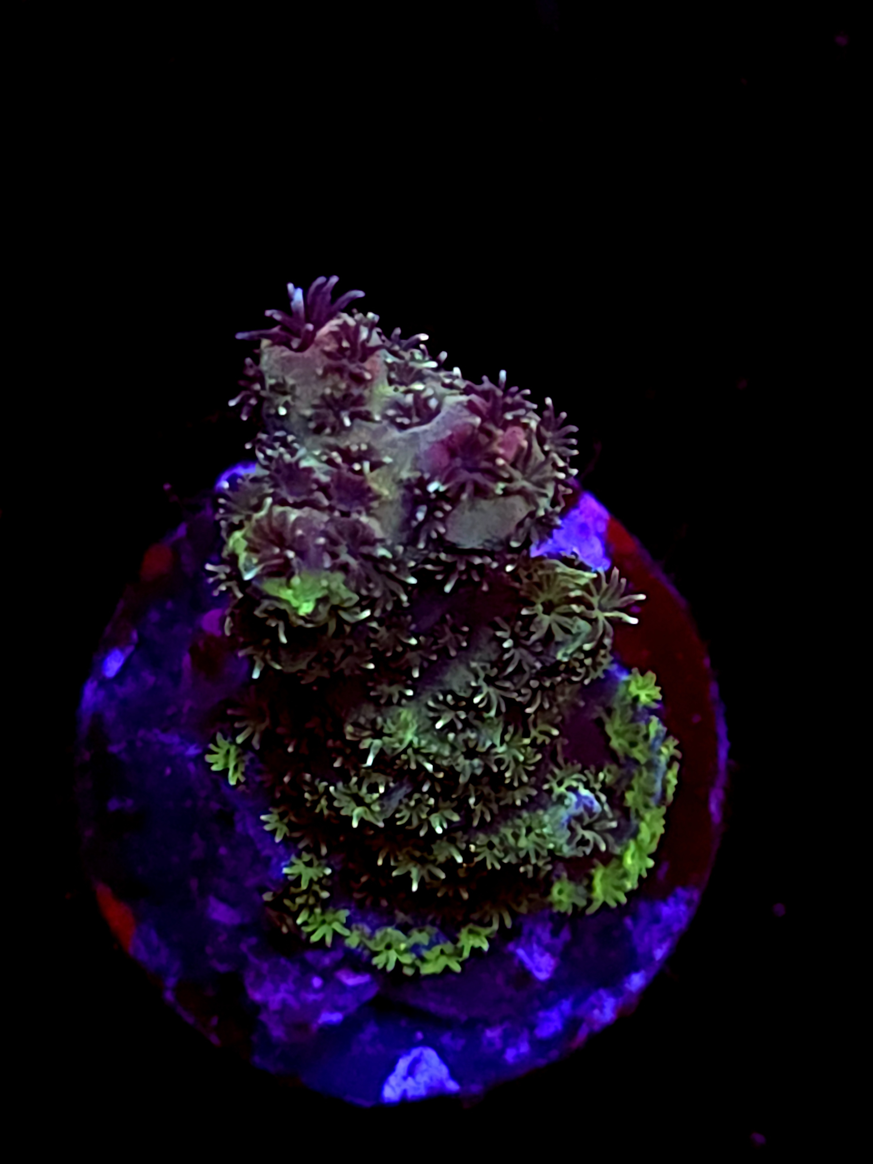 SBB "Solar Fuzz" Acro Small Branch