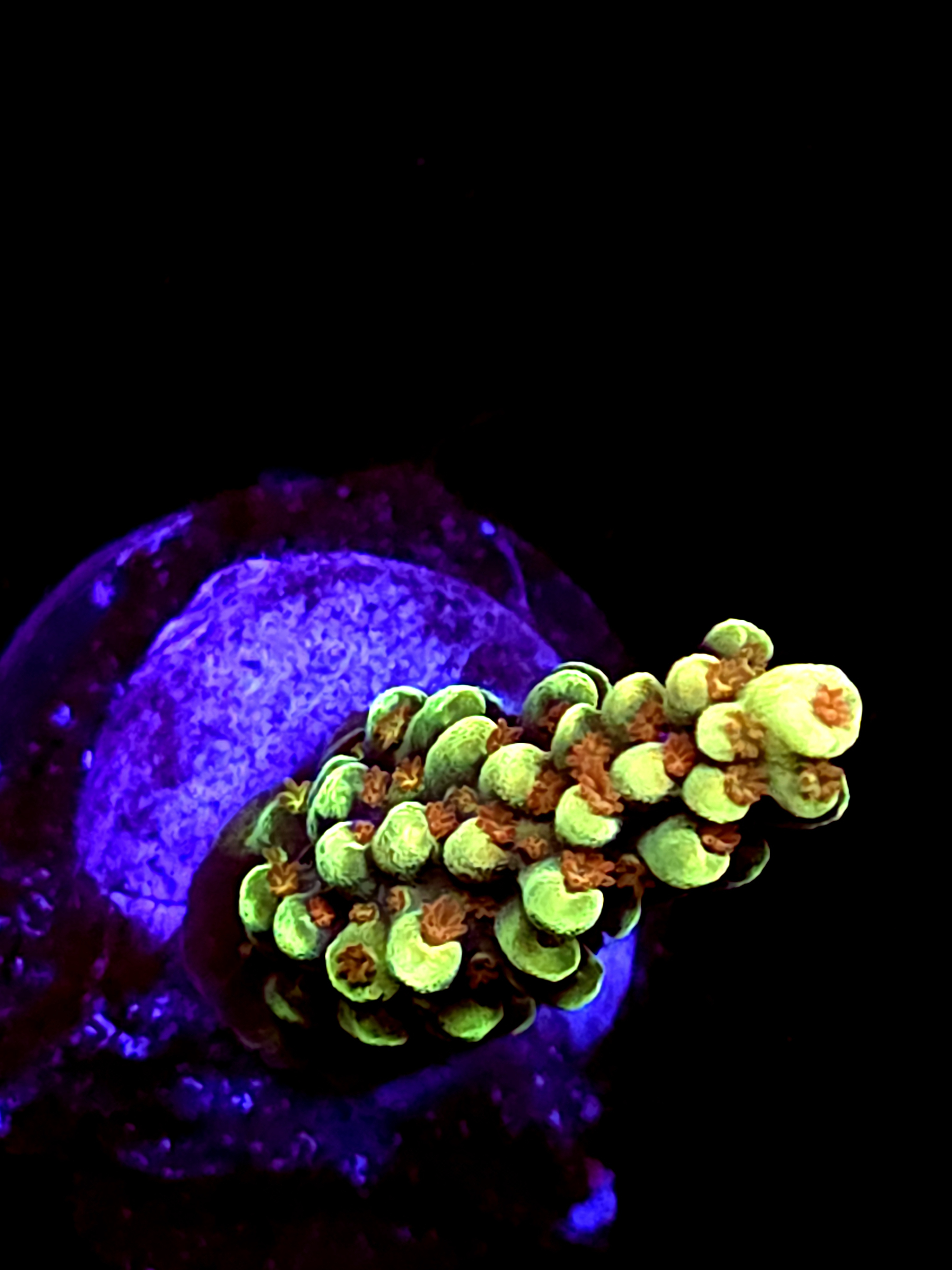 SBB "Banana Monkey" Acro Small Branch