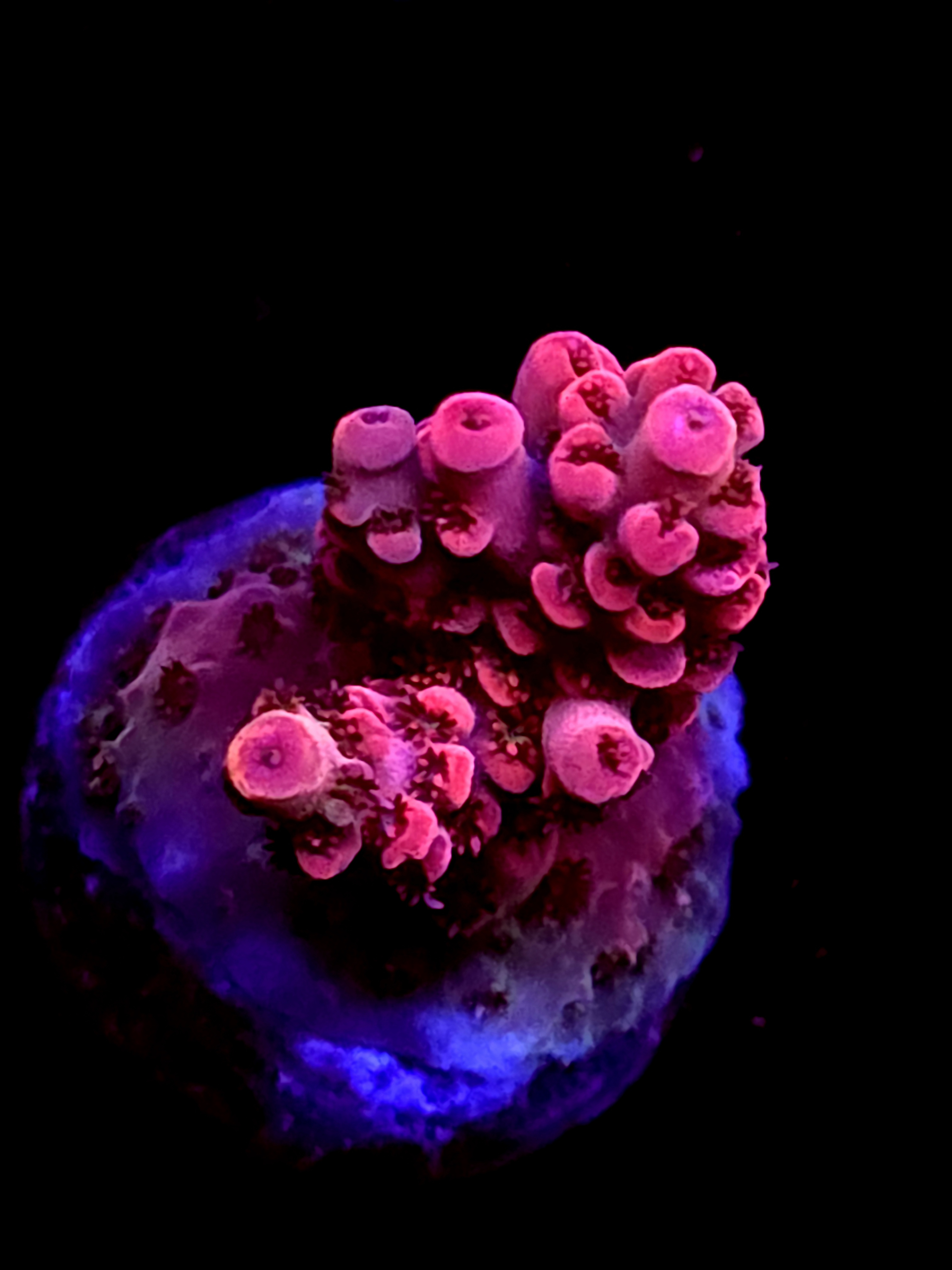 SBB "Cherry Crown" Acro Small Branch Crusted