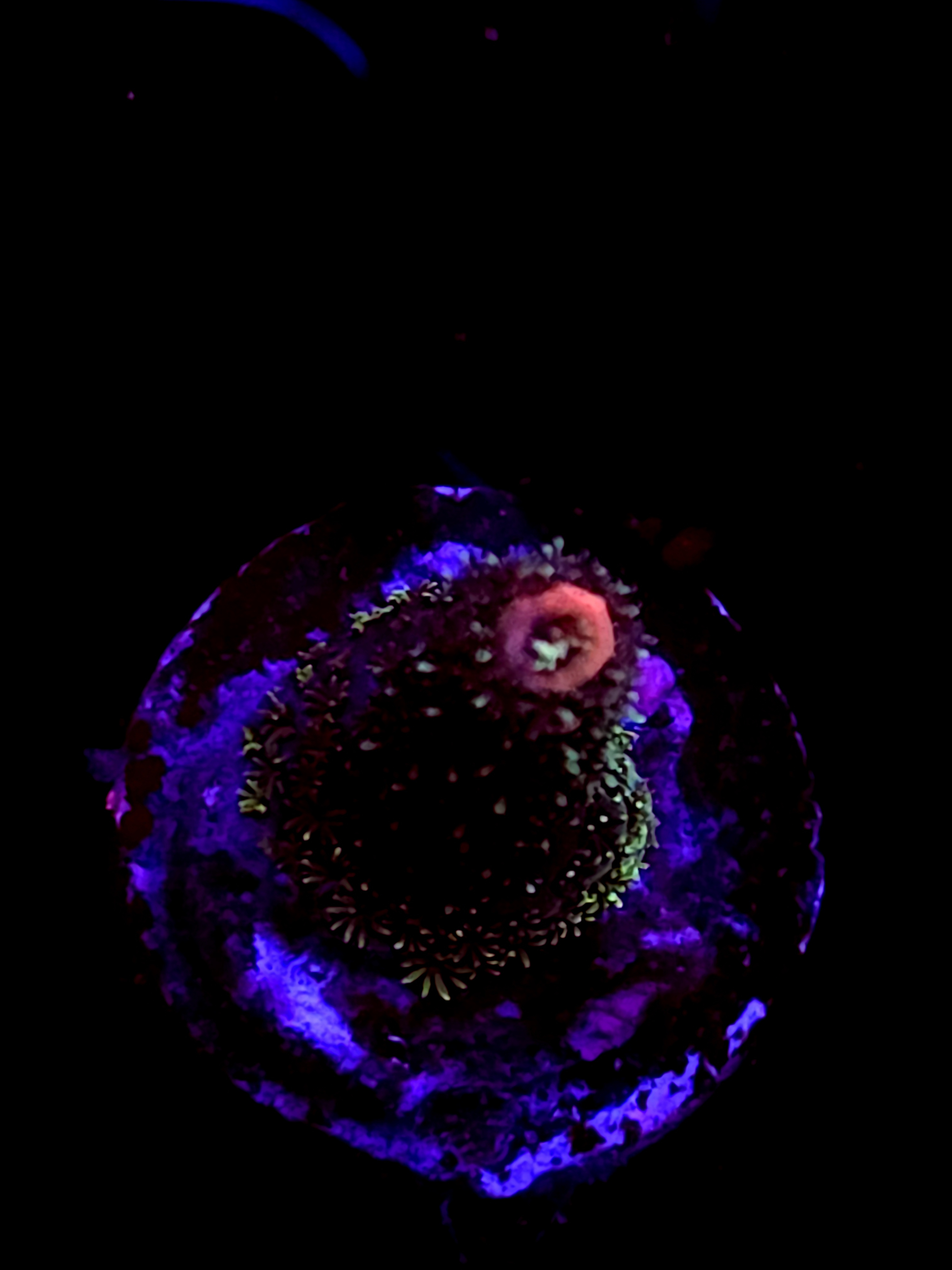 SBB "Mystery Signature" Acro Small Branch