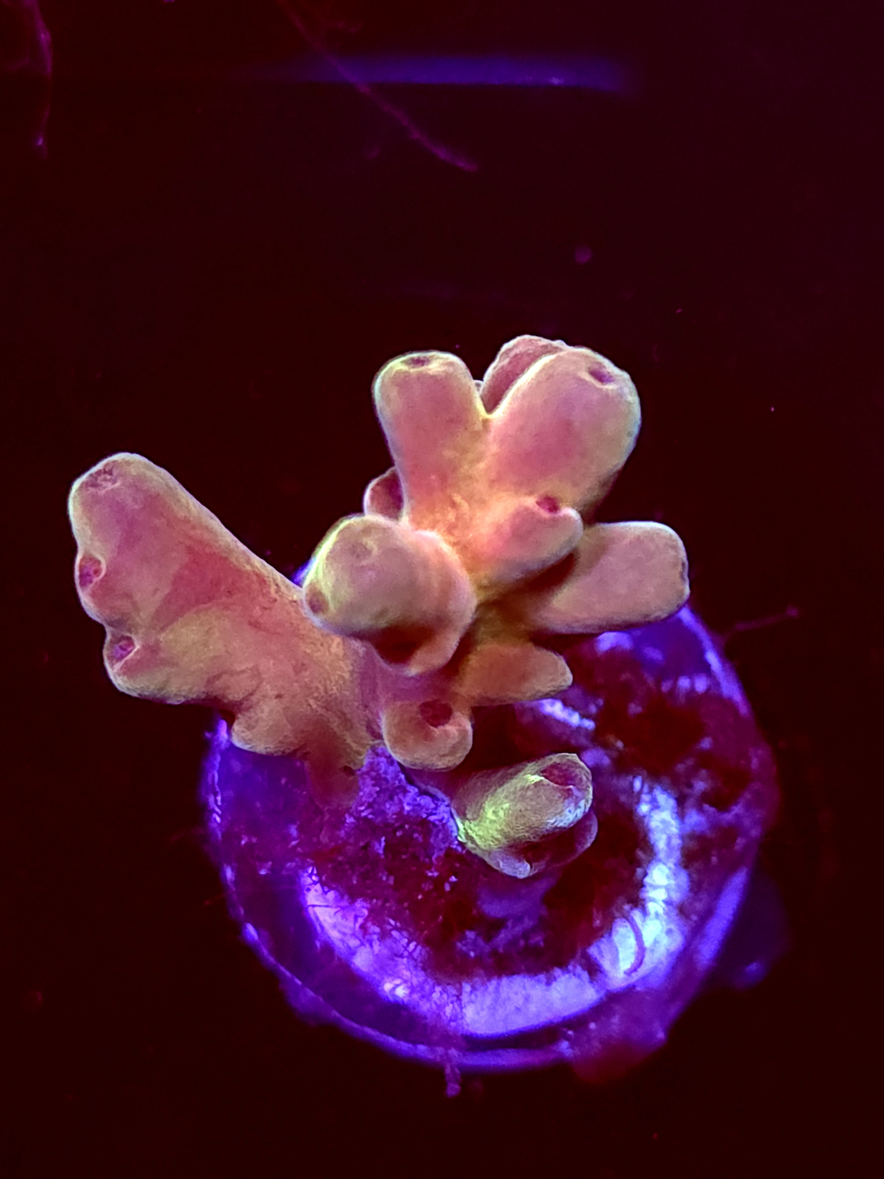 SBB "Grape Juice" Acro Medium 2 Branch