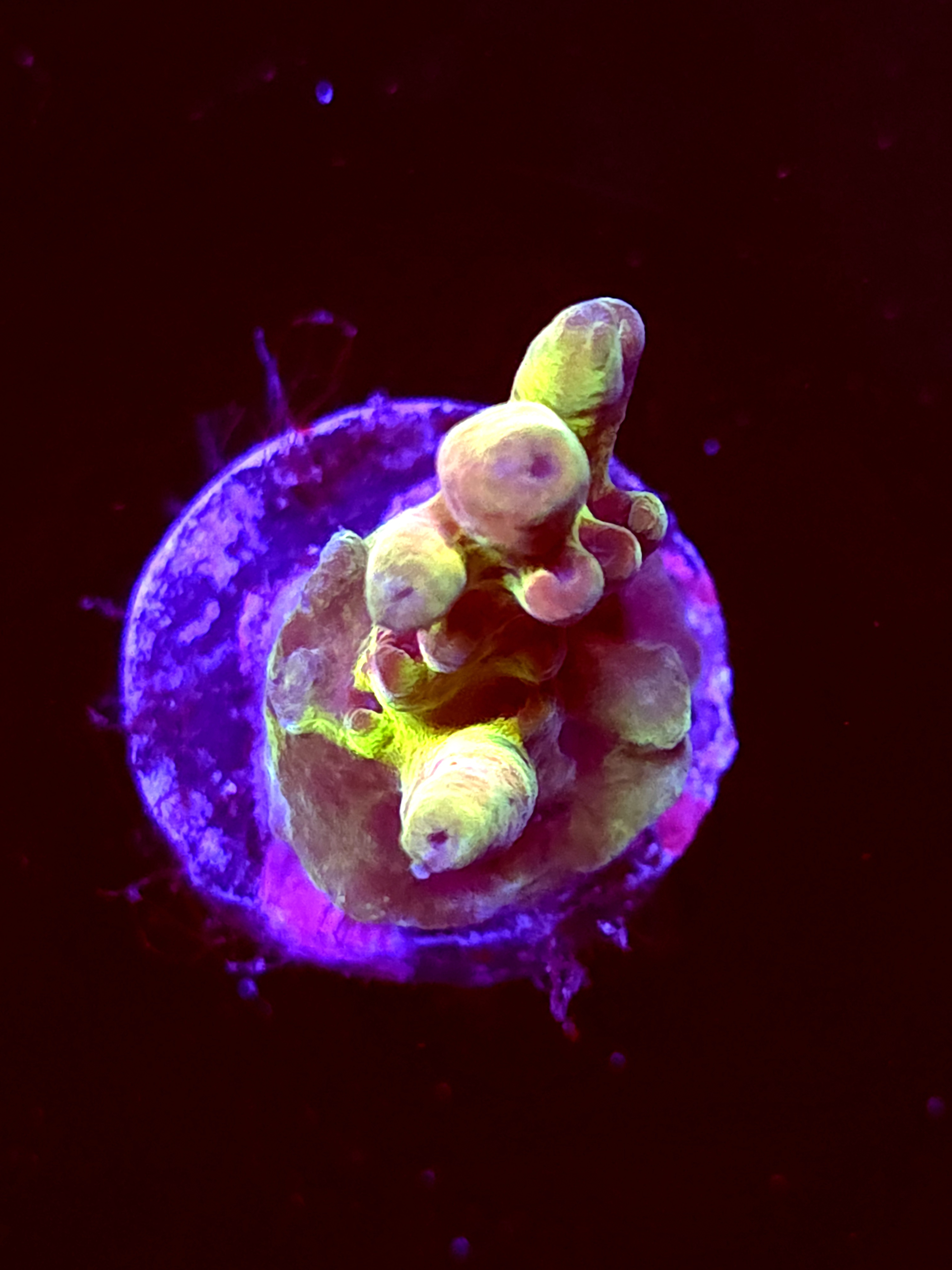 SBB "Grape Juice" Acro Small 2 Branch