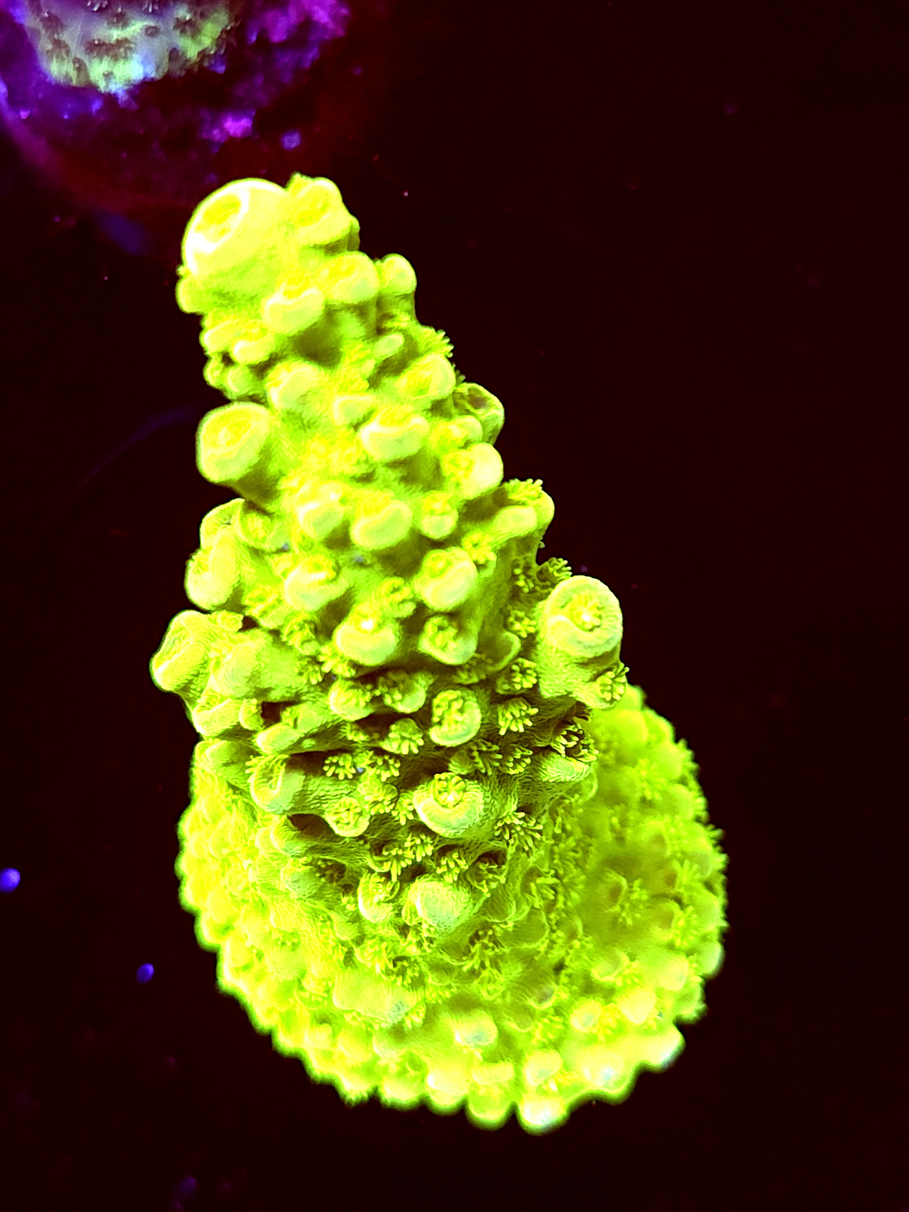 SBB "Yellow Fever" Acro Xlarge Chunk Fully Crusted