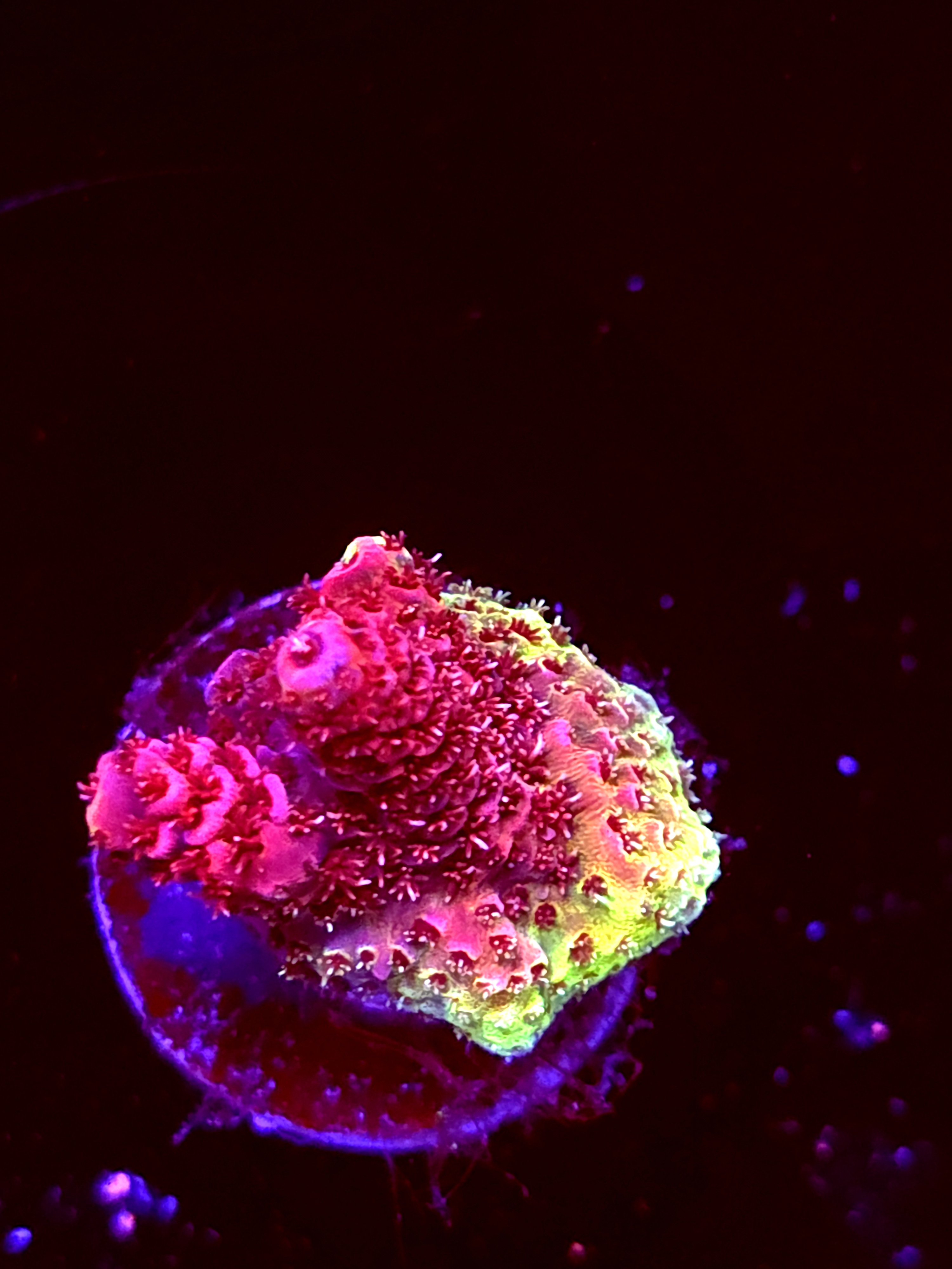 SBB "Lava Wax" Acro Tiny Crusted