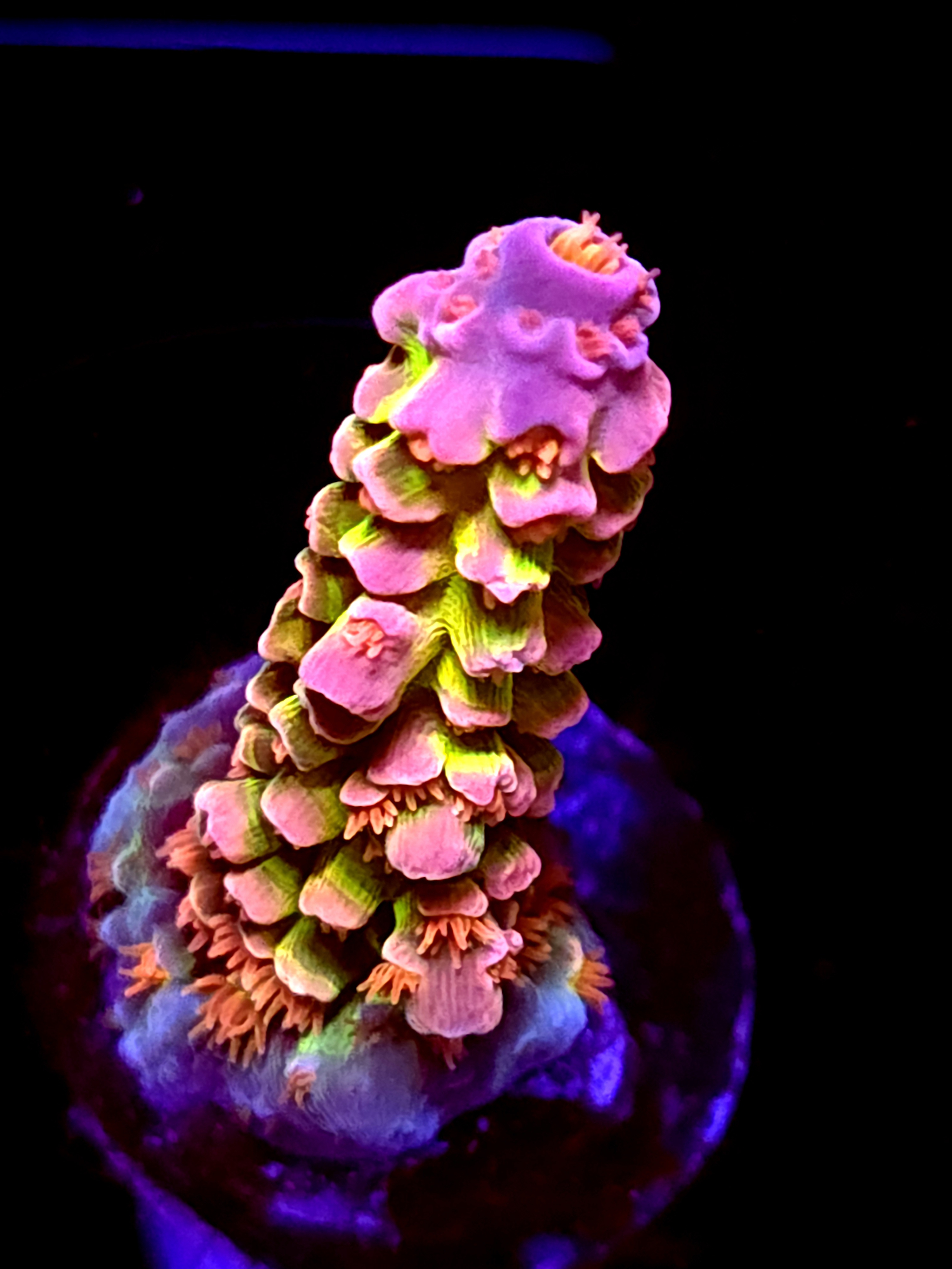 SBB "Gob Stopper" Acro Medium Branch