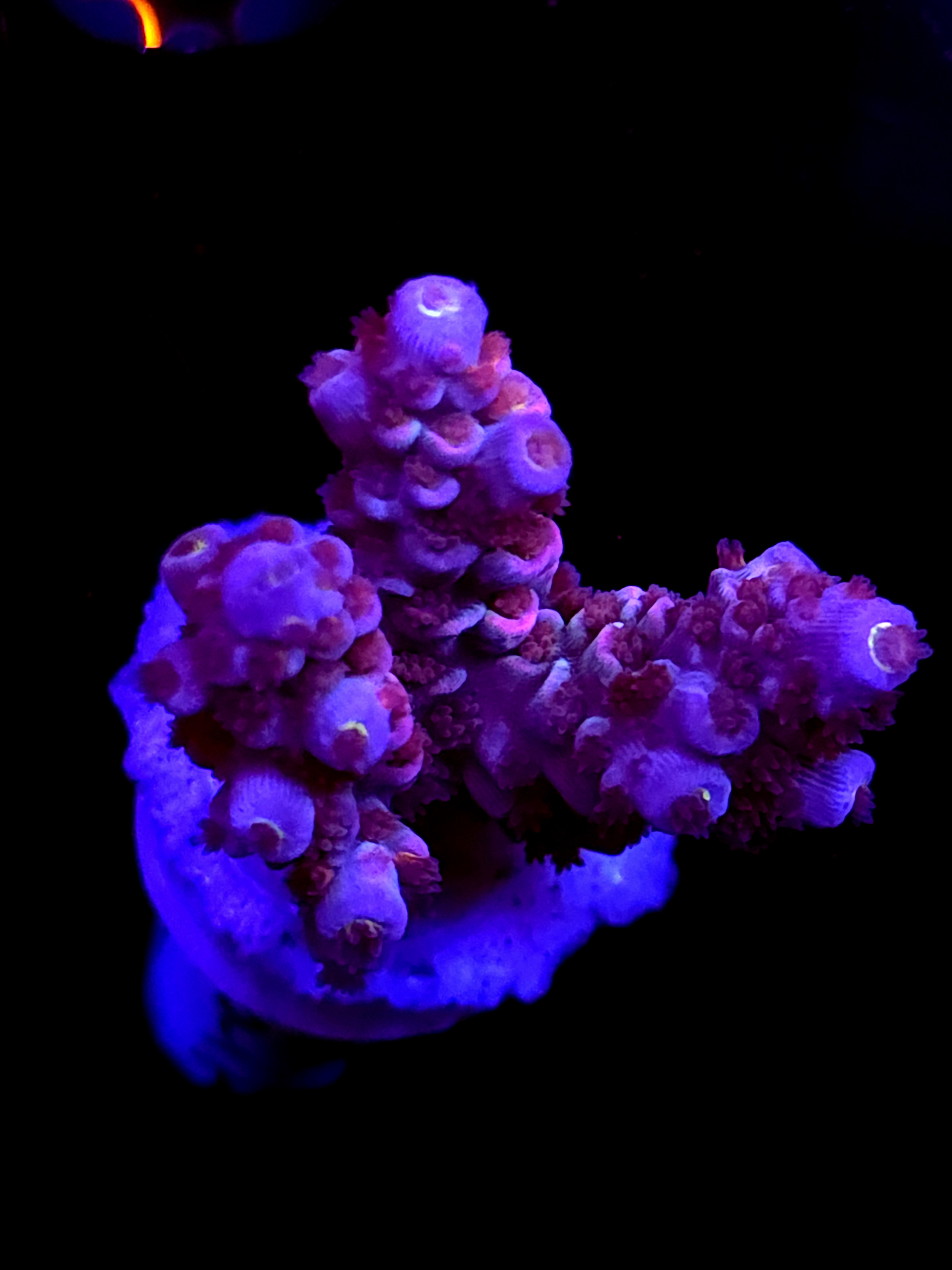 SBB "Mystery Signature" Acro Medium 3 Branch