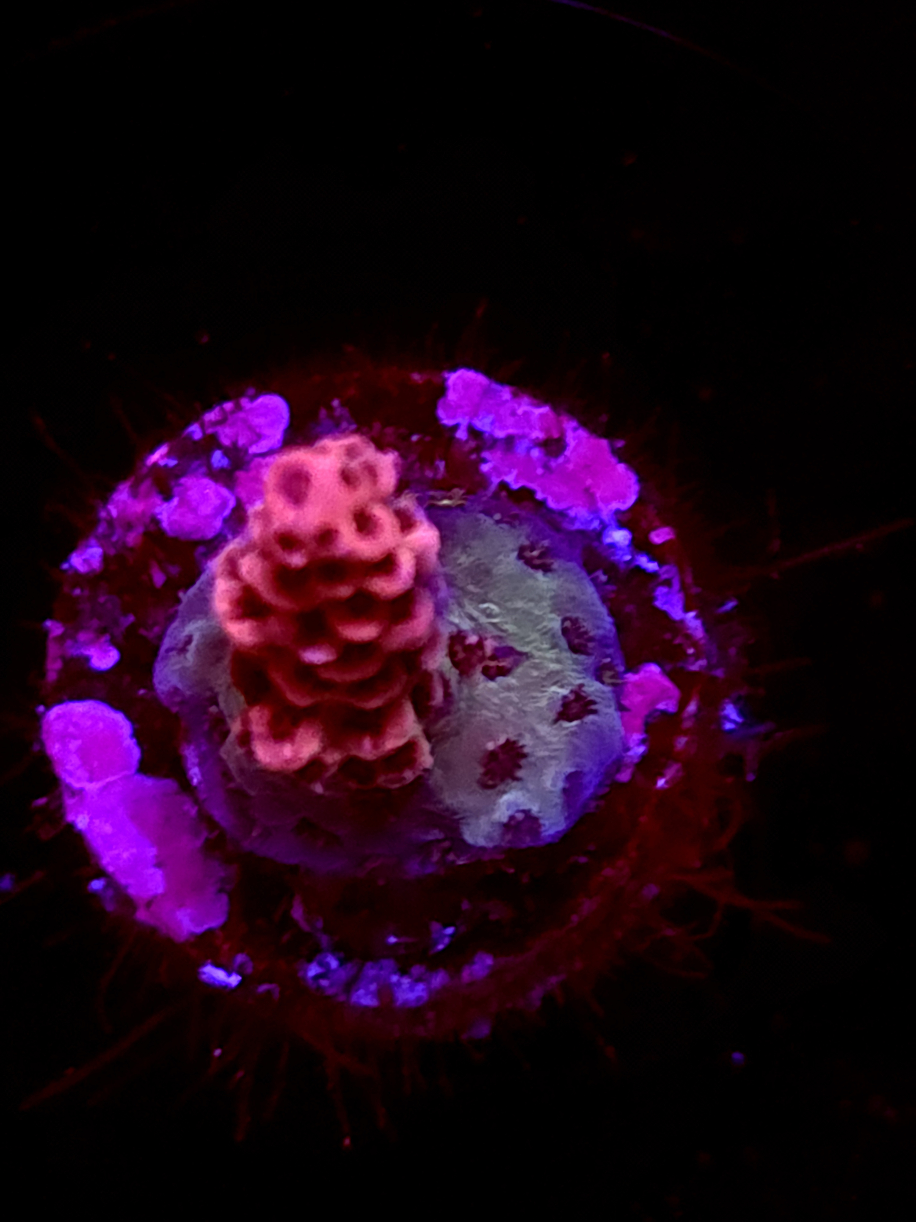 SBB "Mystery Signature" Acro Small Branch