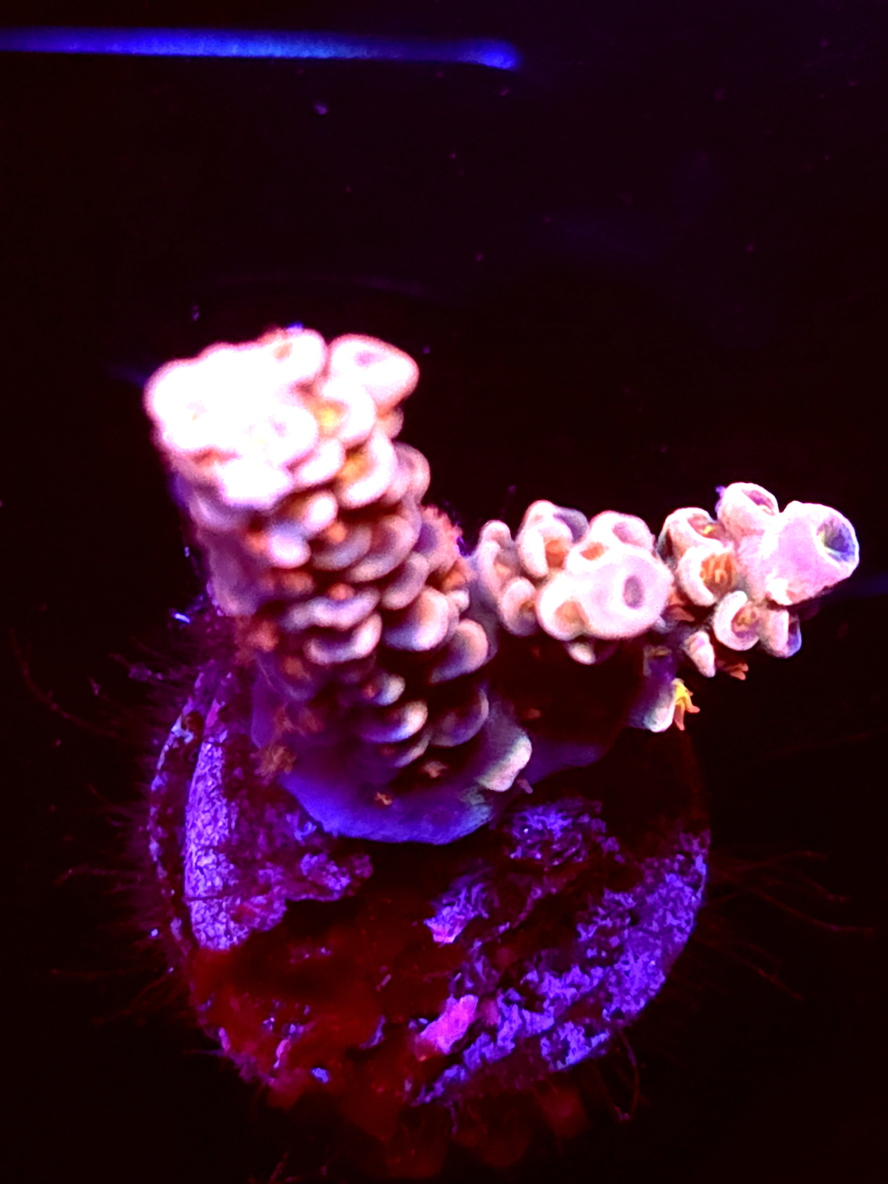 SBB "Skittle Glass" Acro Small 2 Branch