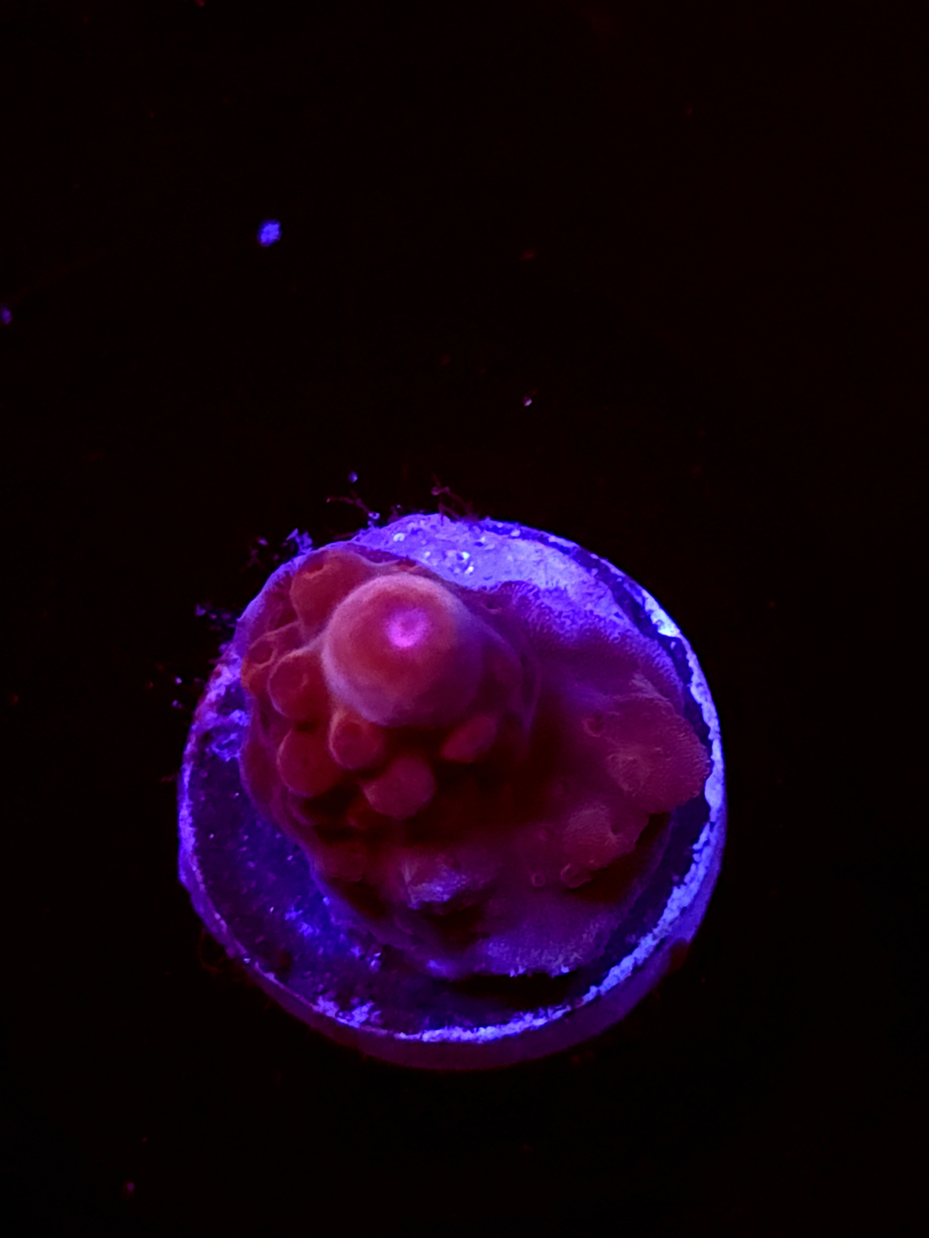 SBB "No Name" Acro Small Chunky