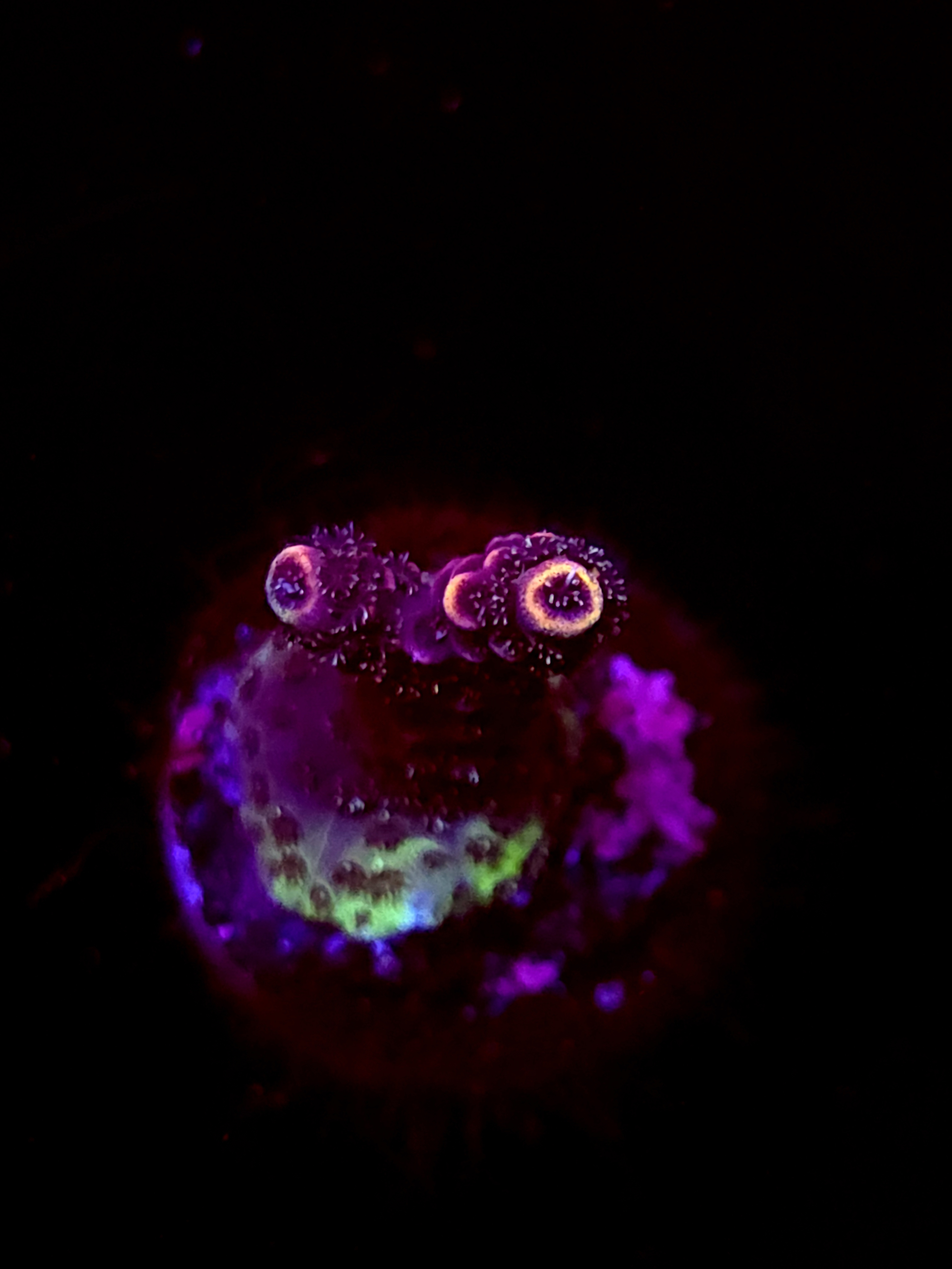 SBB "Mystery Signature" Acro Small Branch