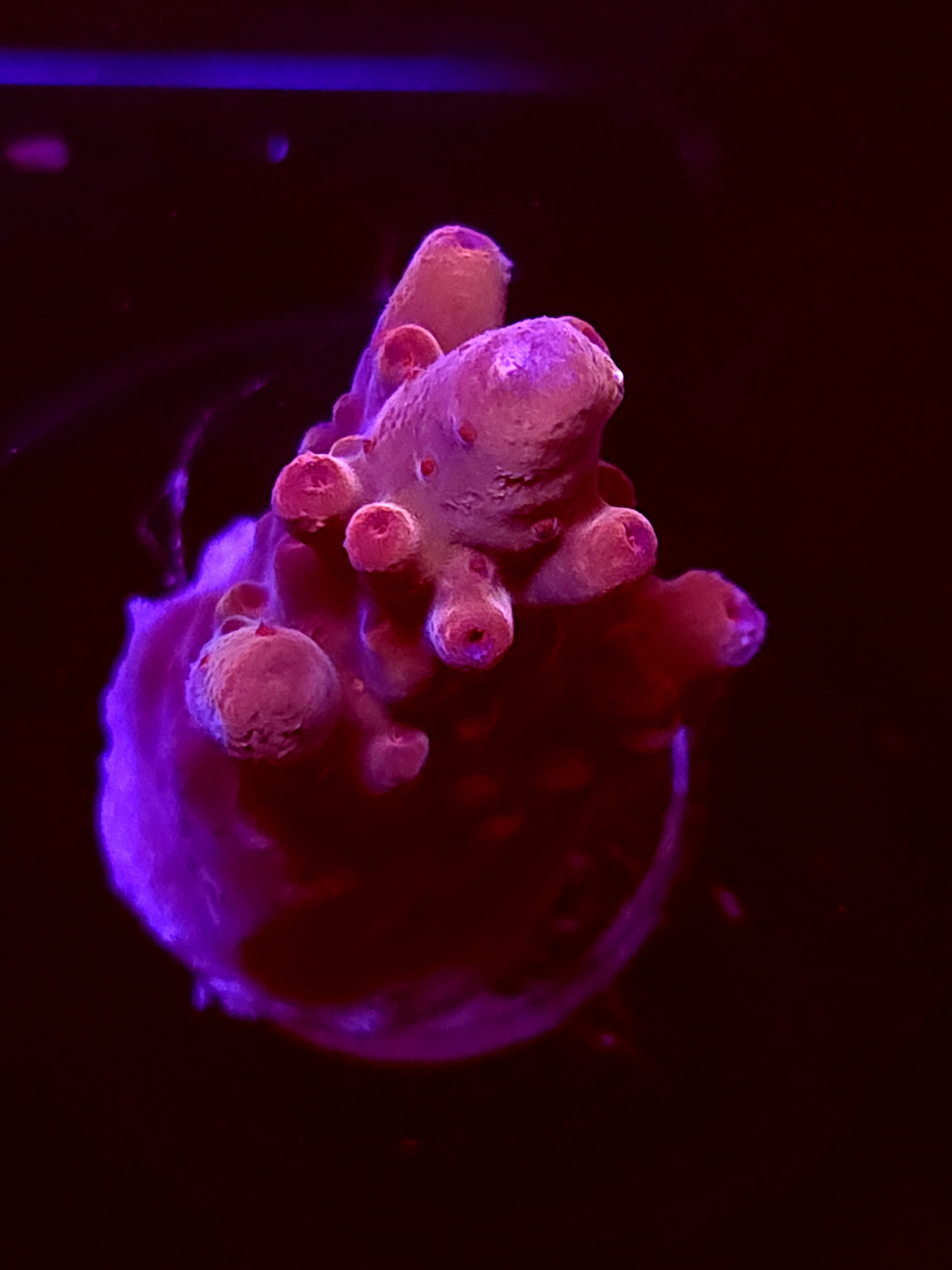 SBB "Shimmer King" Acro Medium Chunk