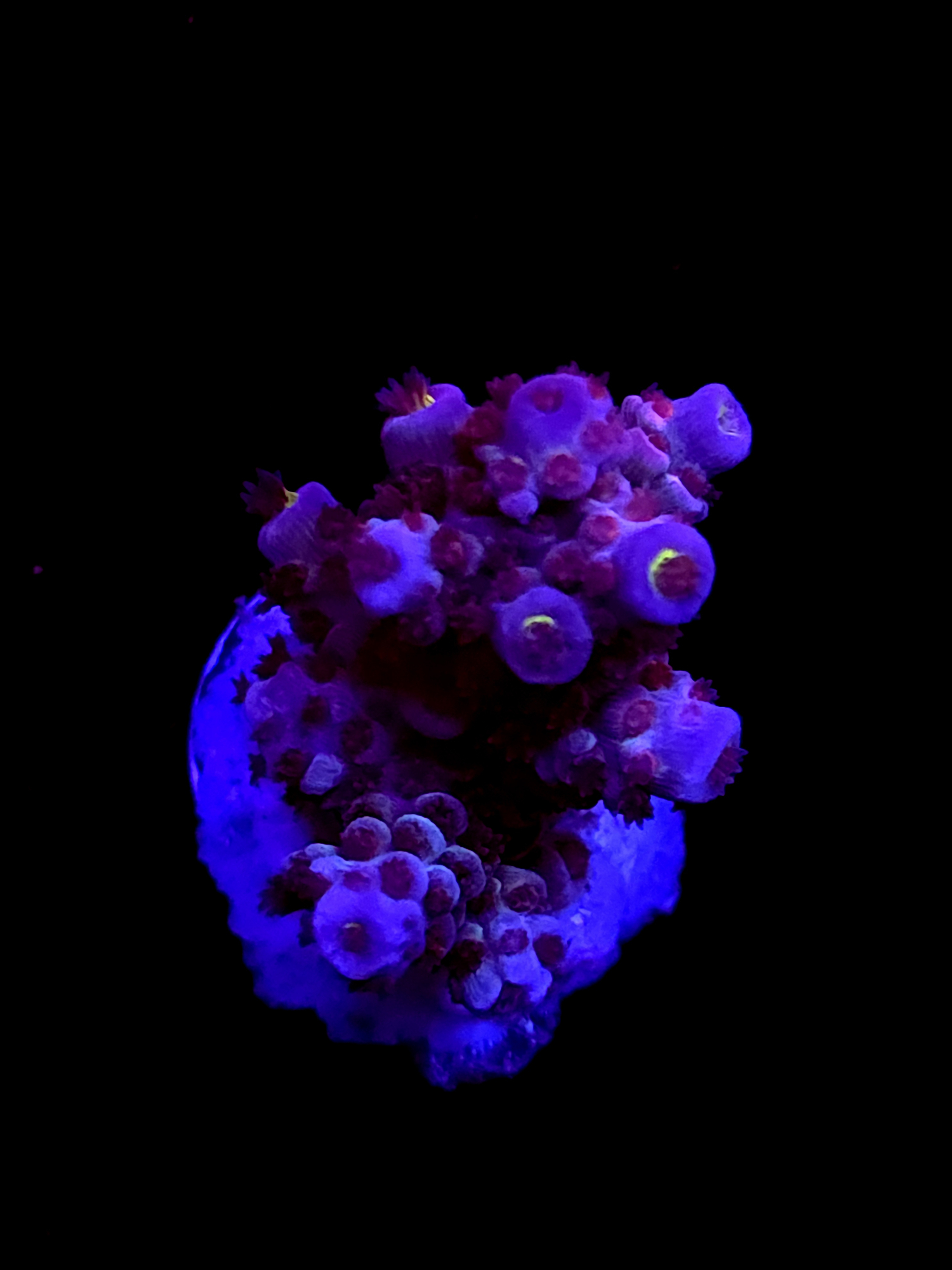 SBB "Dark Horse" Acro Medium 2 Branch