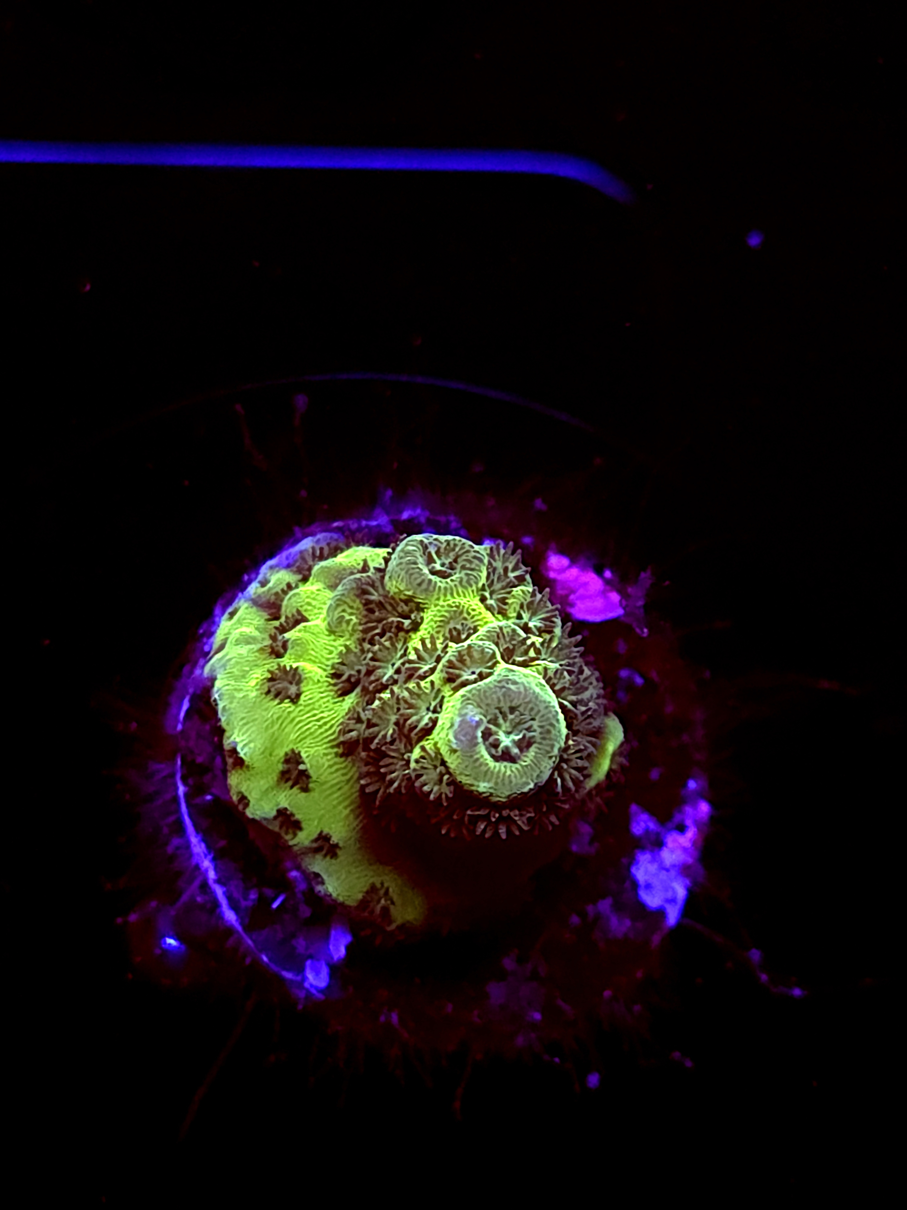 SBB "Mystery Signature" Acro Tiny Chunk Crusted